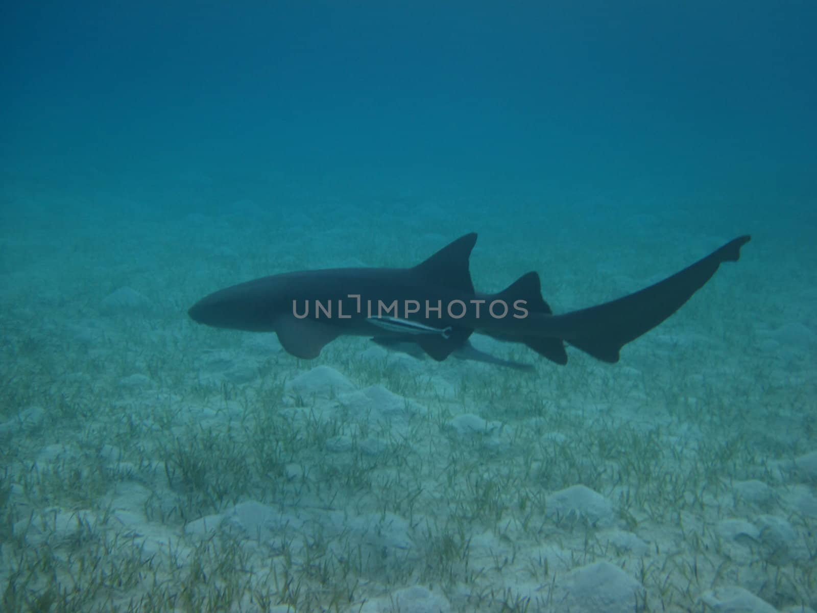 Nurse shark chillin