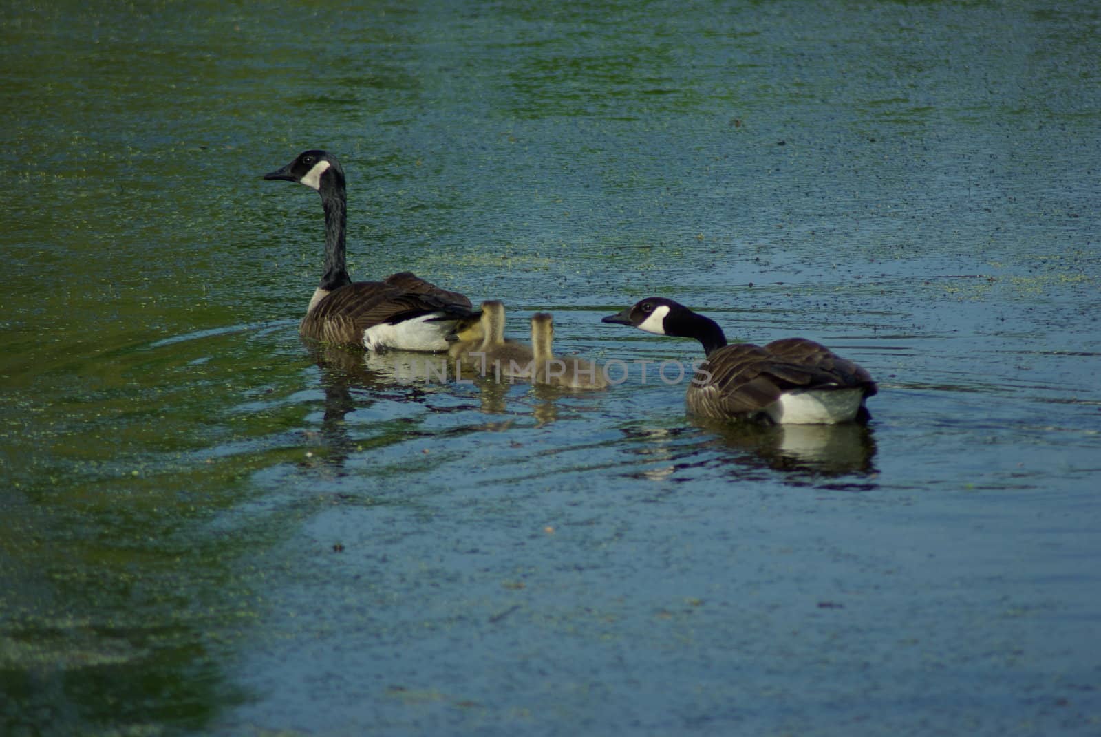 Canadian geese by pelt69