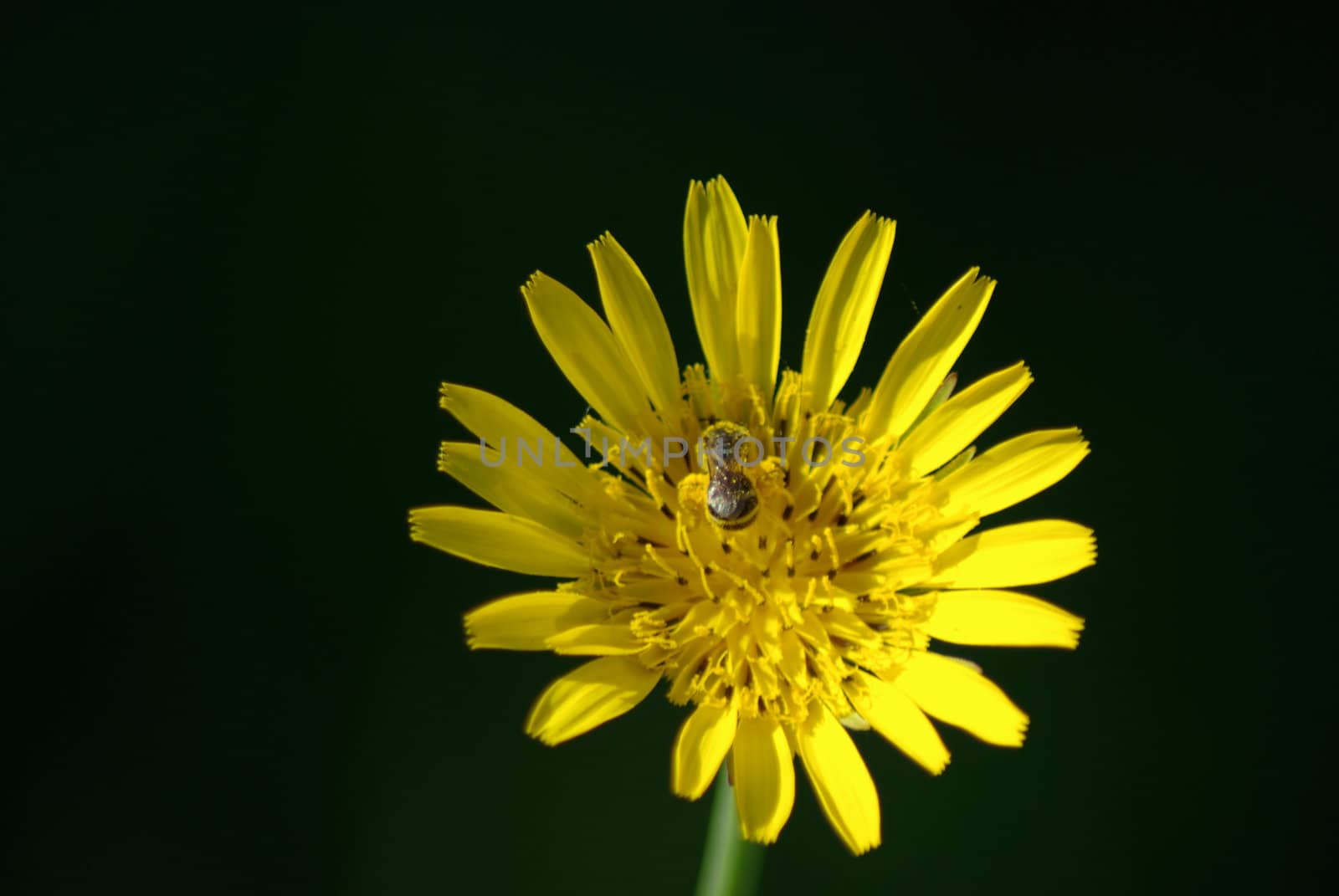 Butter cup by pelt69