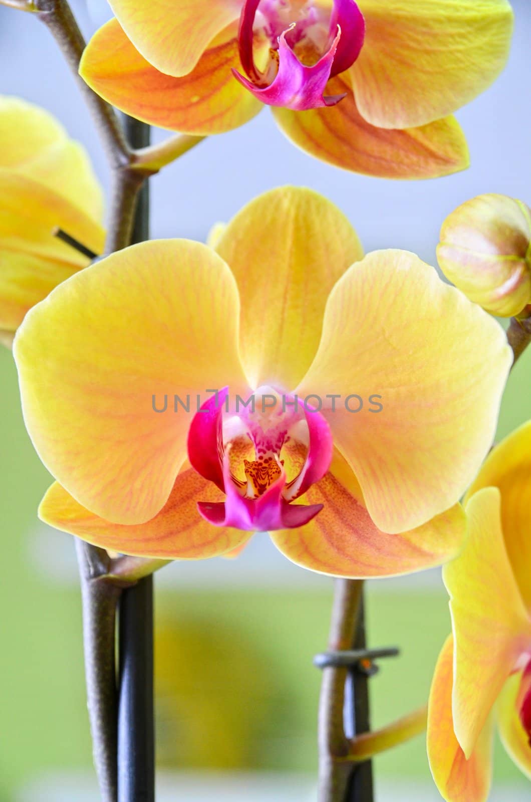 Close-up of a yellow orchid with pink spots