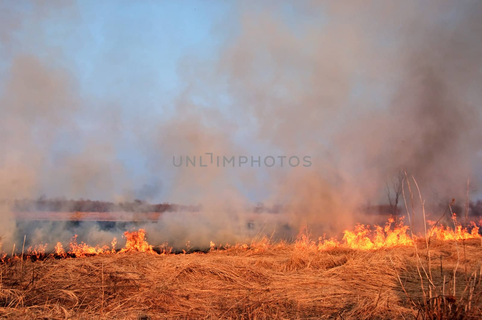 The fire on the nature - burns a grass in the field