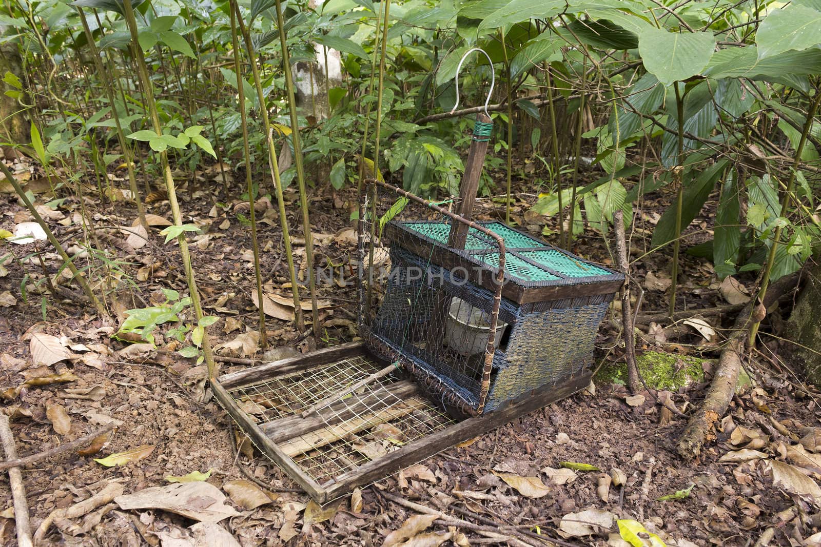 Handmade bird trap (bird name a water rail of the genera Rallus and Amauropsis) in rubber tree garden at the southern part of Thailand