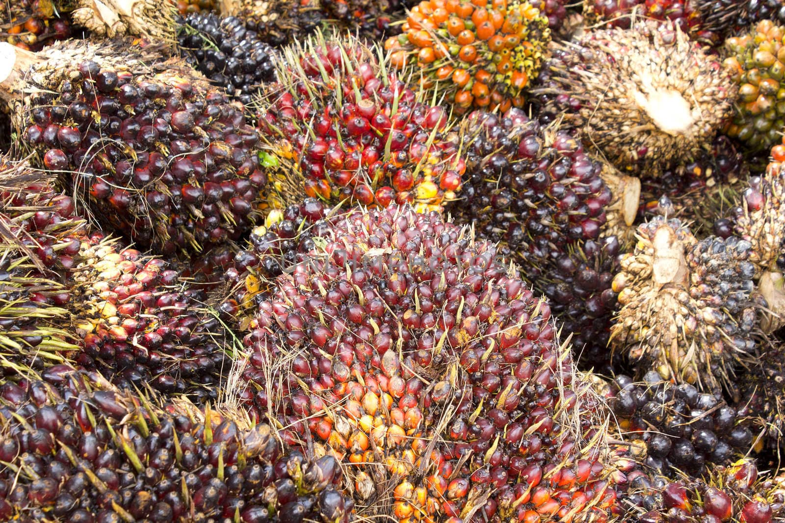 Background of Palm Oil Fruits on the floor at Thailand