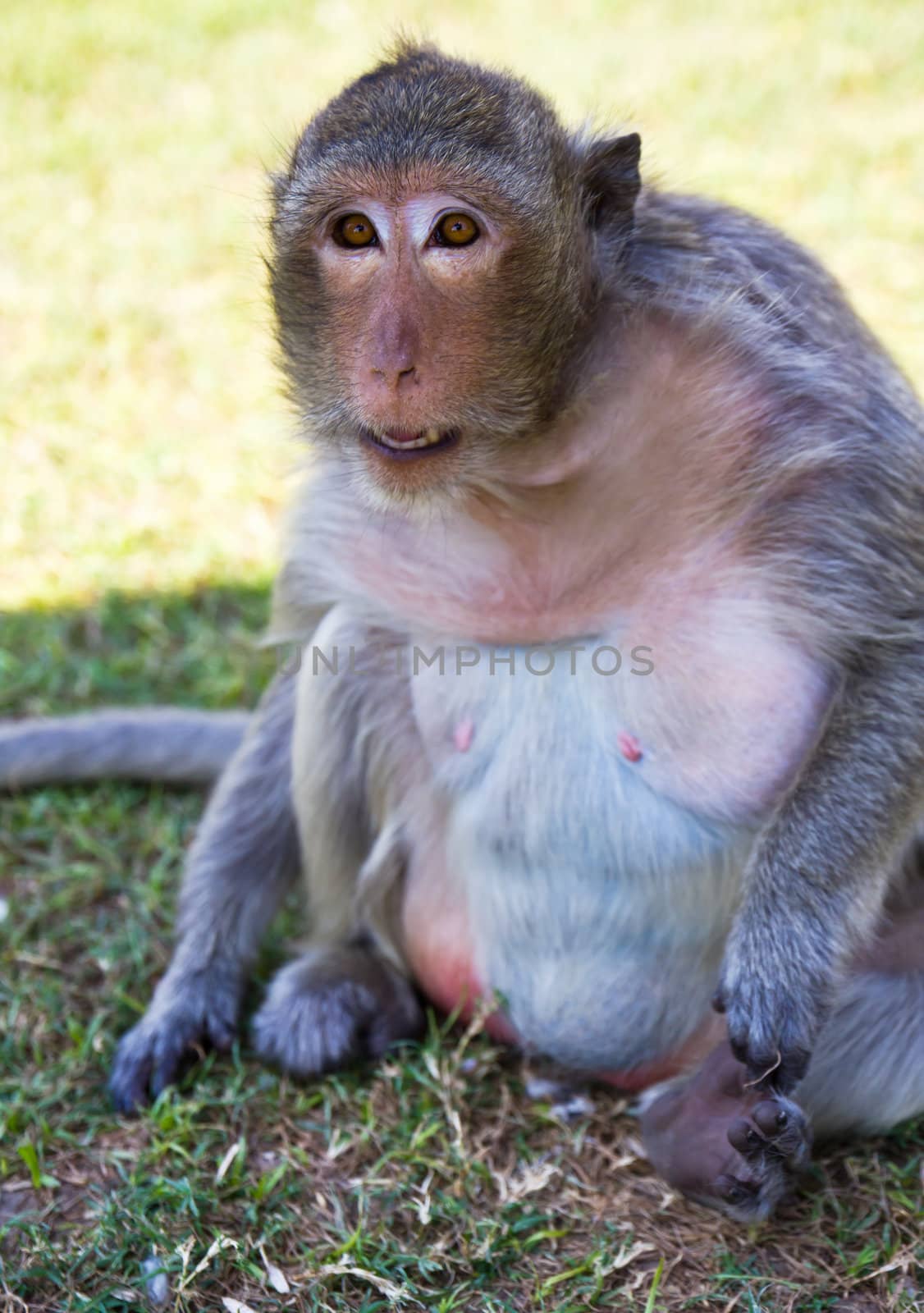 Macaque monkey sitting by stoonn