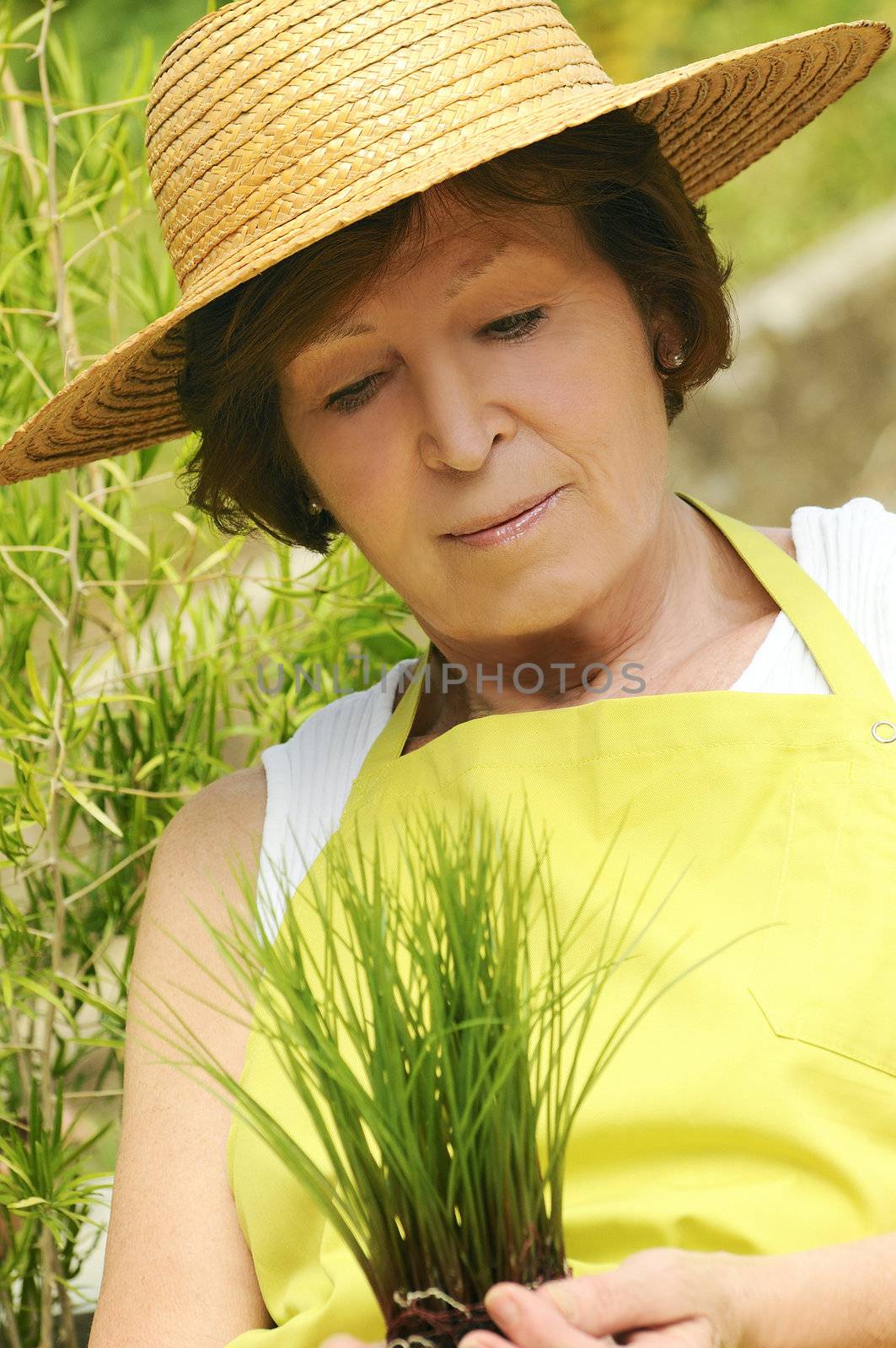 Senior woman holding gardening taking start-ups in his hands