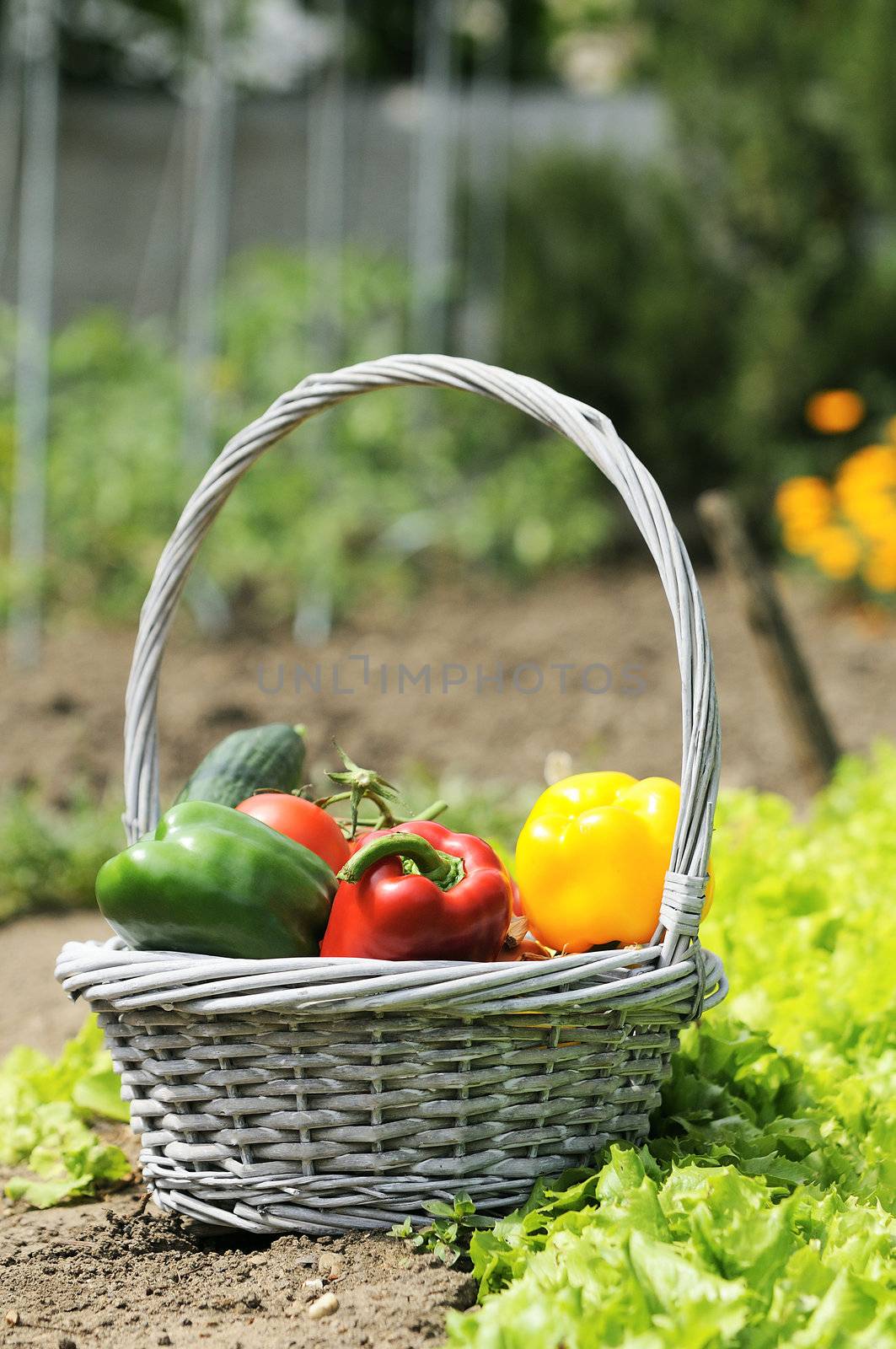 basket of vegetables and in a botanical garden