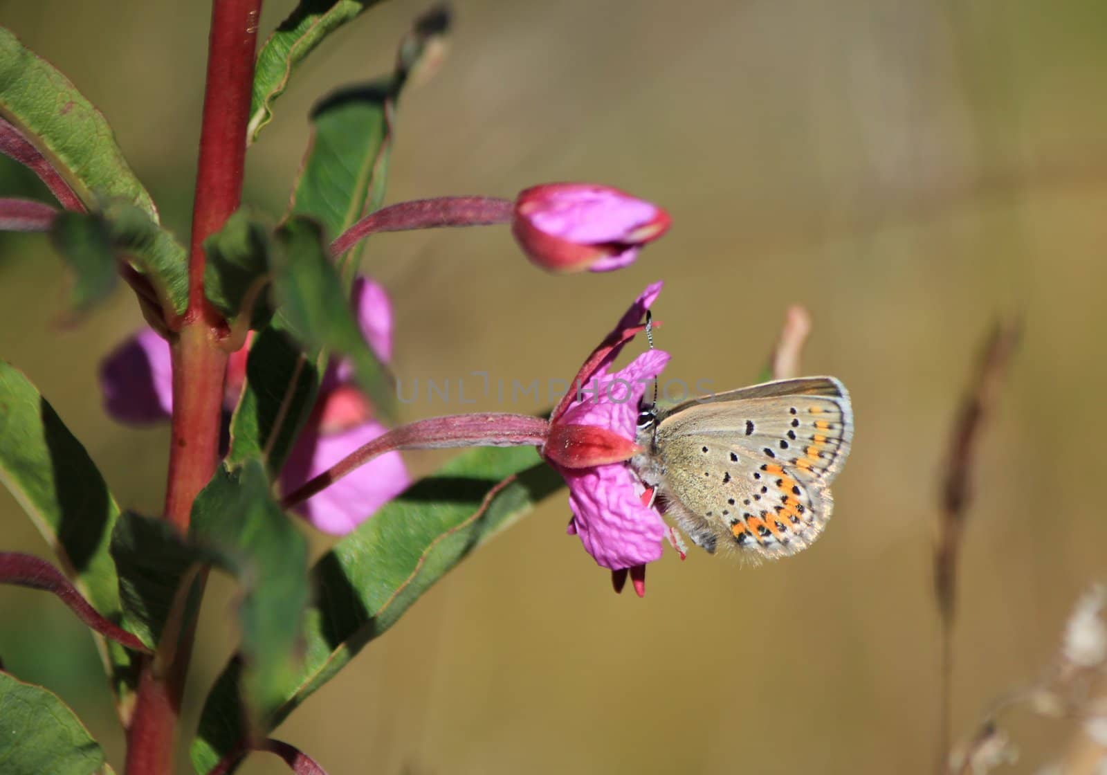 Azure de l'ajonc butterfly (Plebeius argus) by Elenaphotos21