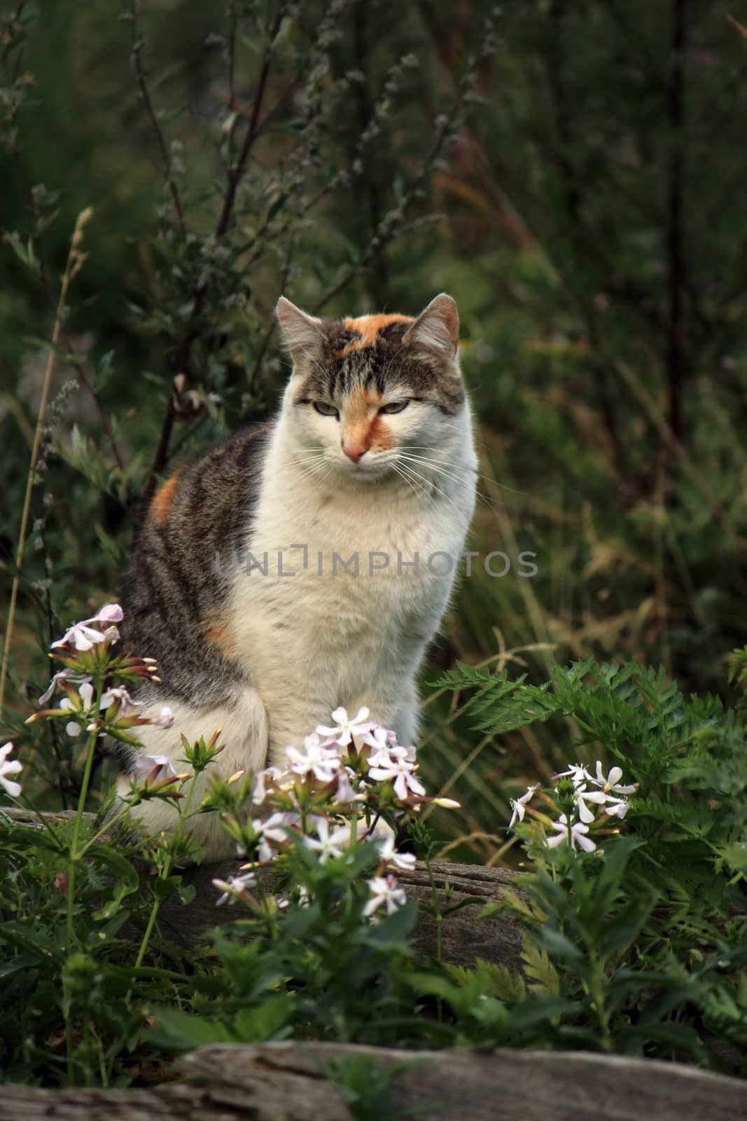Wild cat standing among flowers in the nature by summer