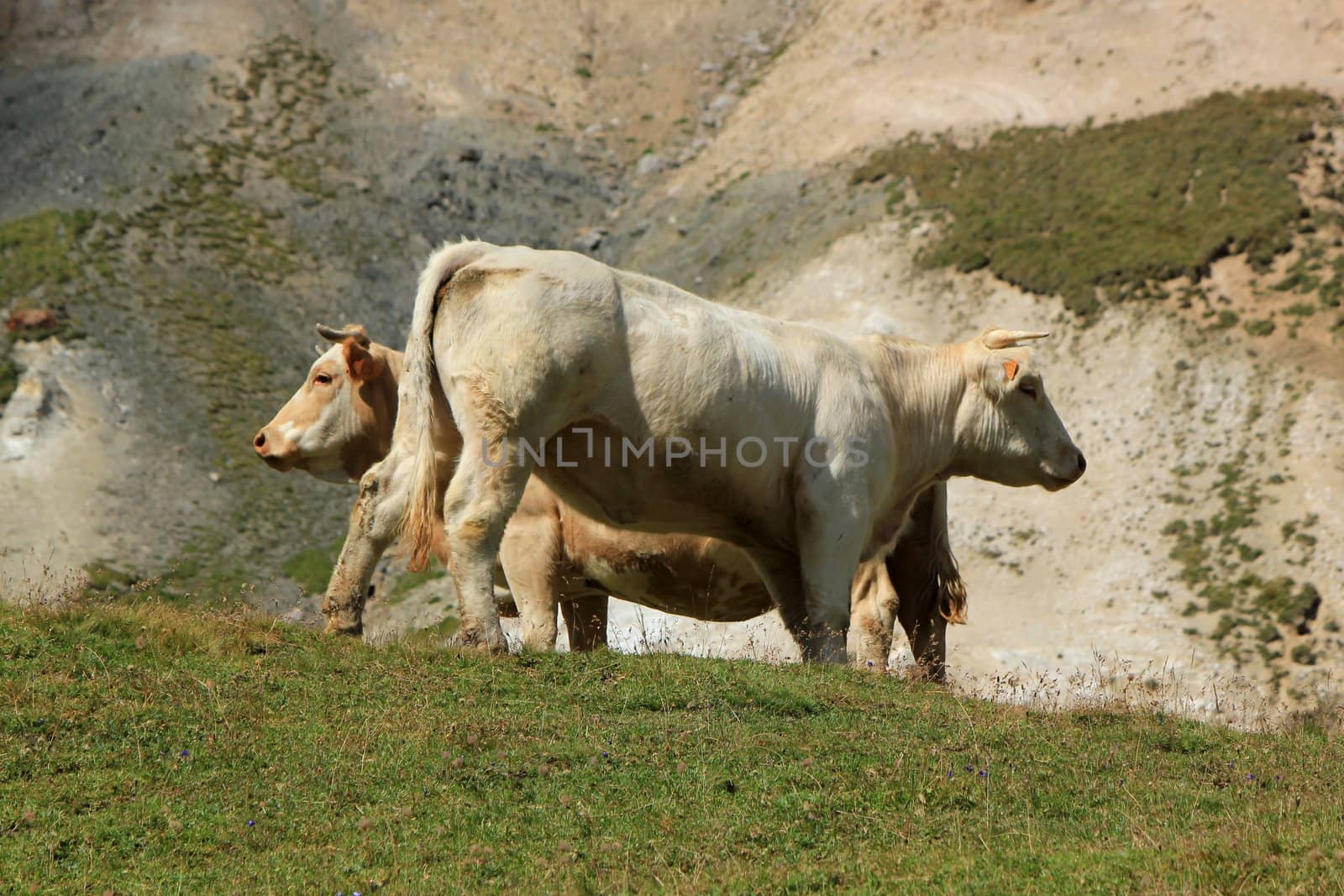 Two white cows in th mountain by summer