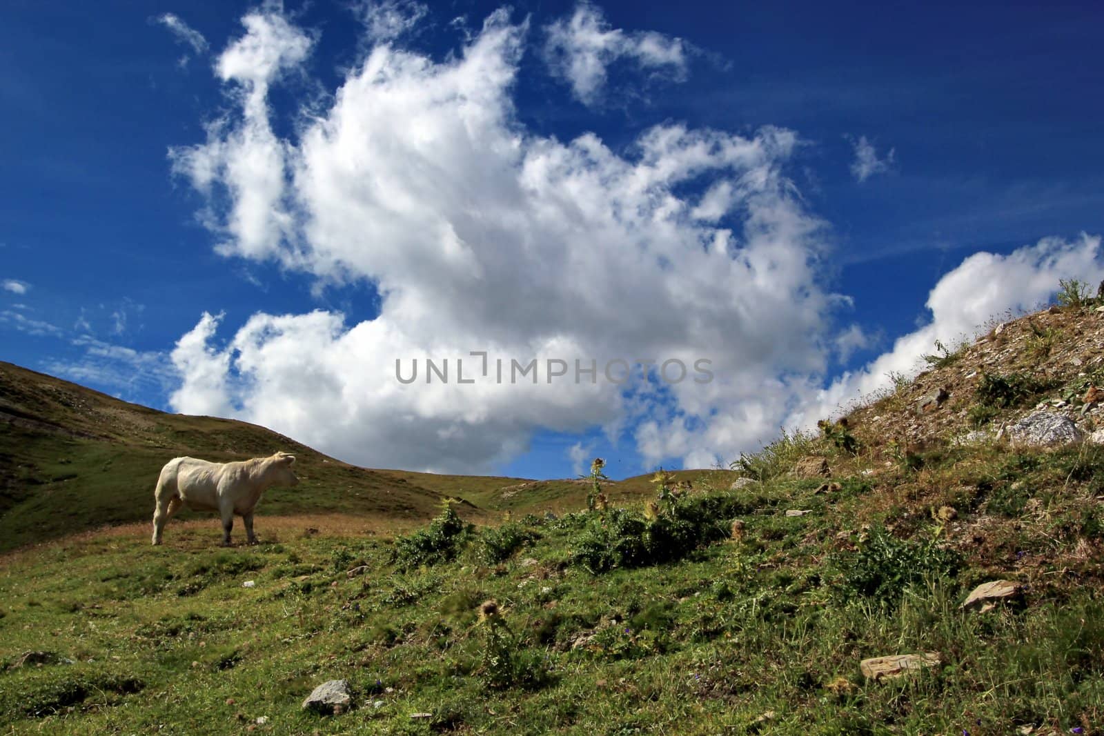 White cow in the Alps mountain by summer