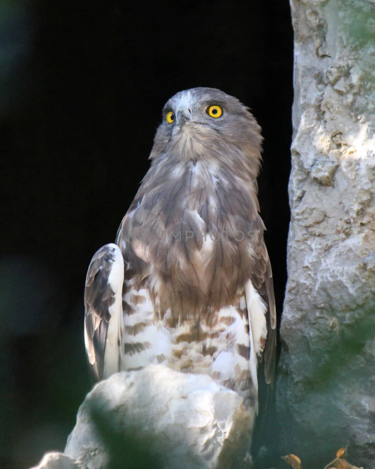 Portrait of a brown eagle with its two wonderful yellow eyes