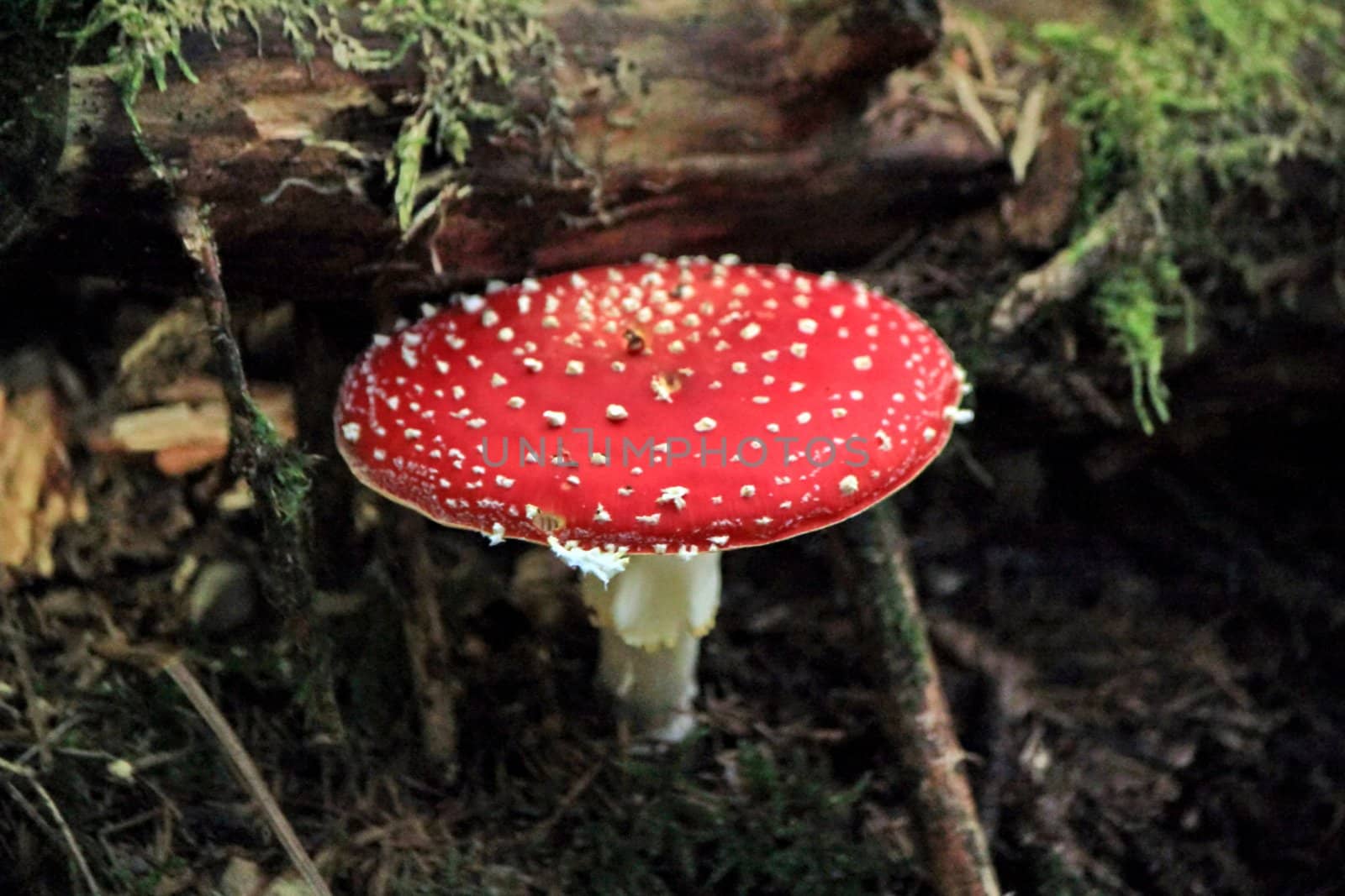 Red mushroom (Amanita Muscaria also known as Fly Ageric or Fly Amanita) in autumn forest