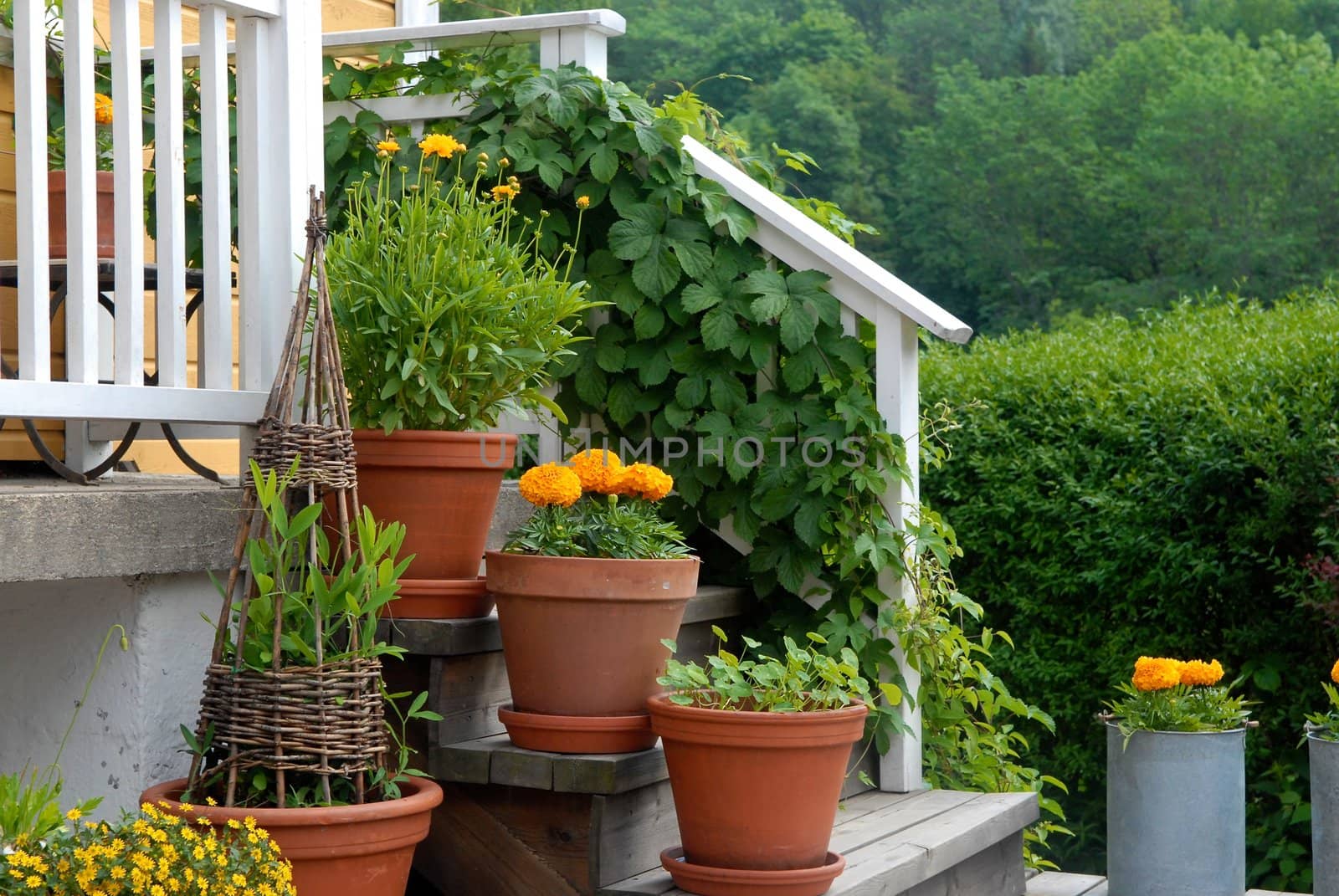 flowers on the stairs of house. Please note: No negative use allowed.