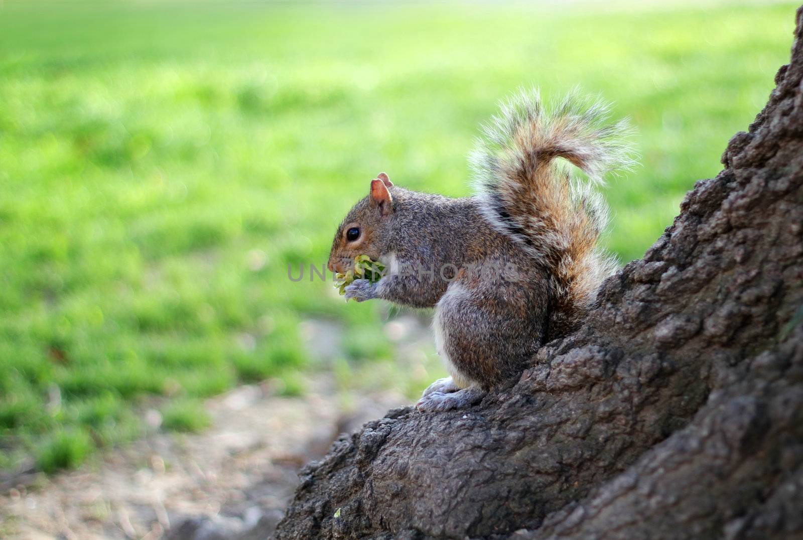 Squirrel eat fruit sitting on a tree.