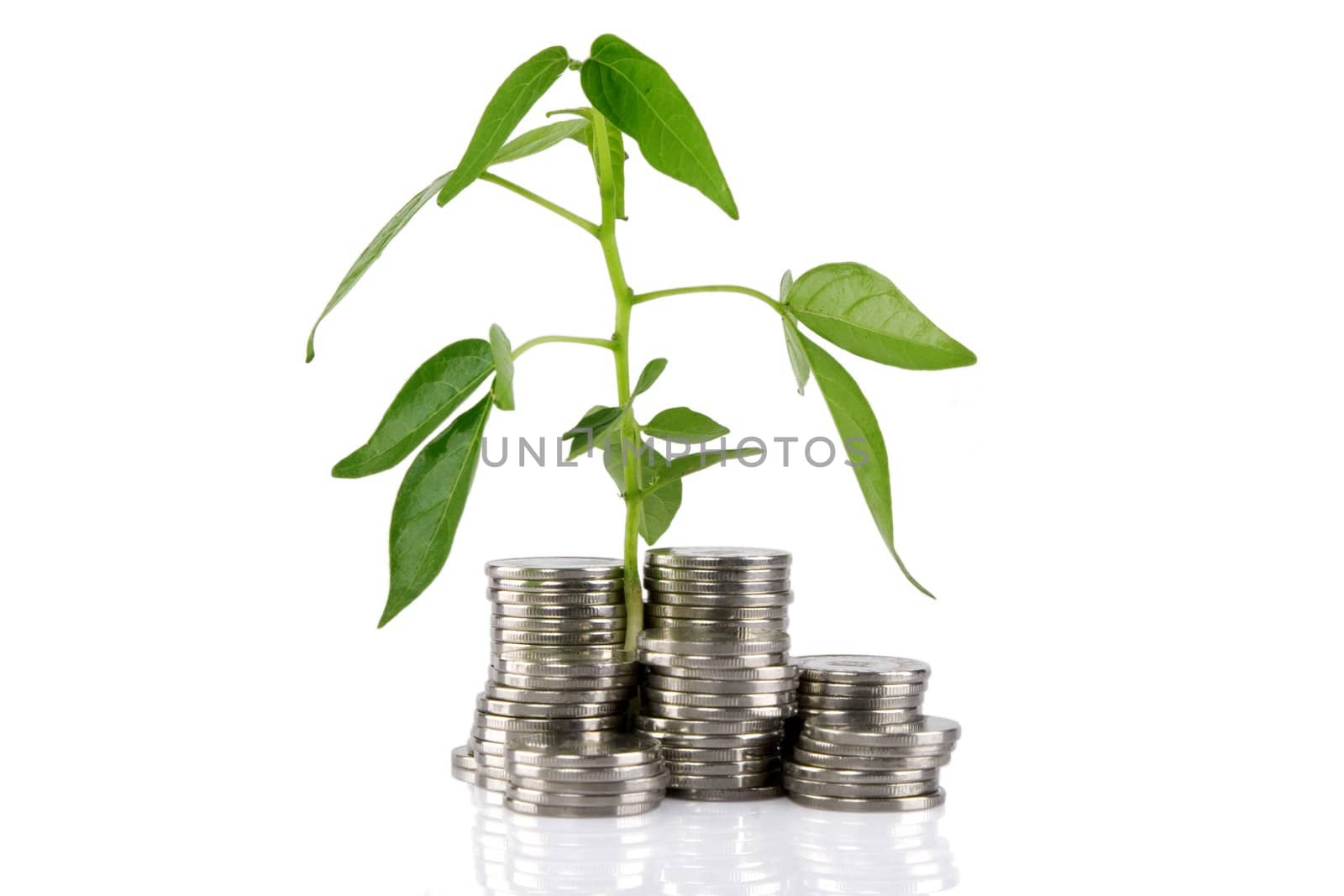 Green plant growing from the coins. Money financial concept