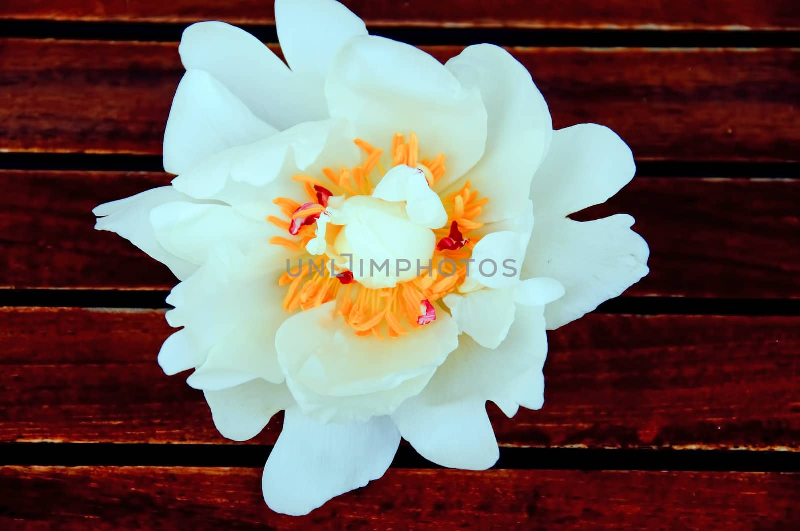 White peony by GryT