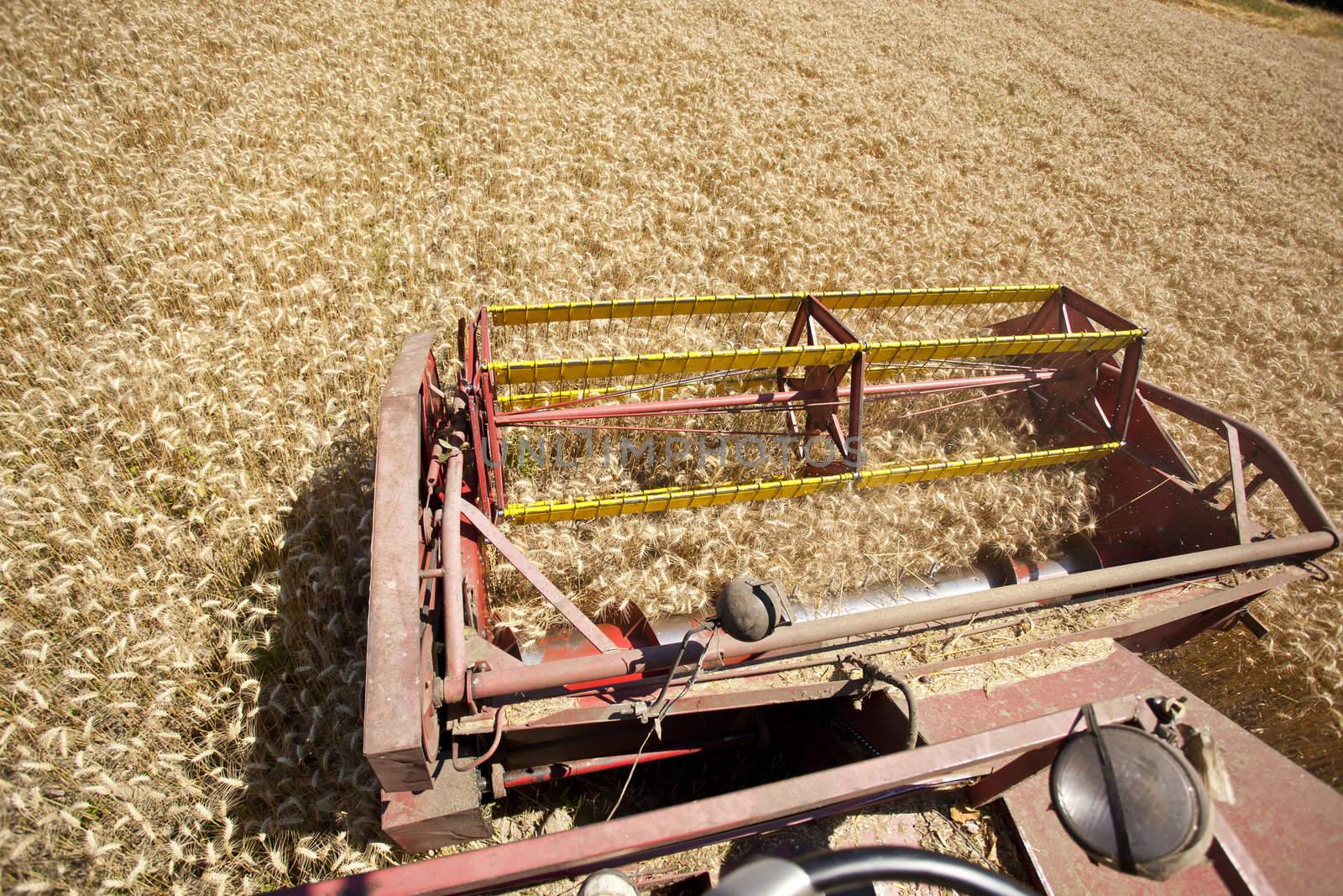 Combine Harvester in wheat corn field