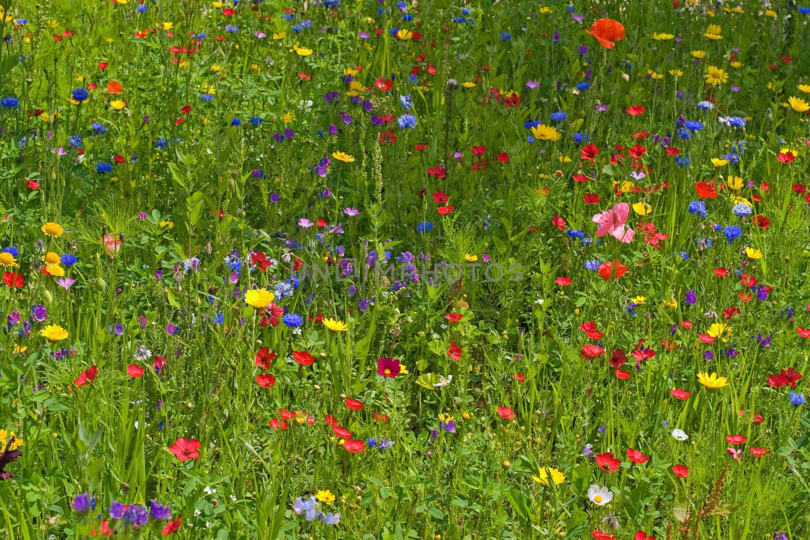 Summer meadow with lots of different blooming wild summer flowers