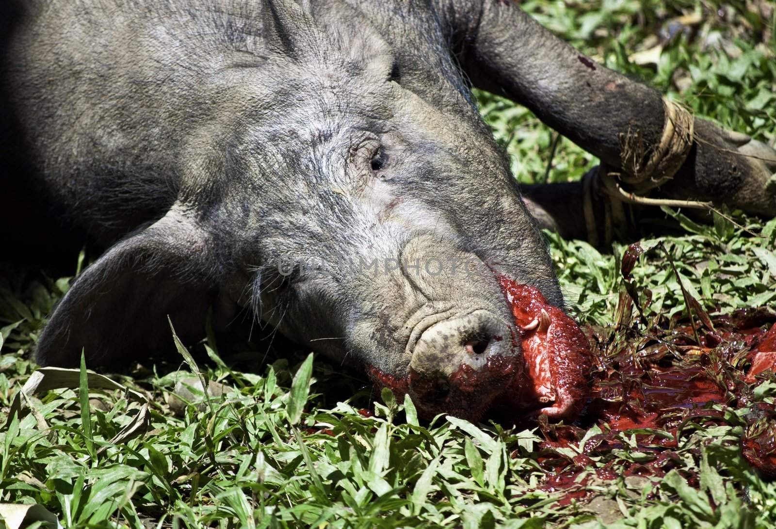 Pork slaughtered in during traditional funeral ceremony in Tana Toraja, Sulawasi Indonesia