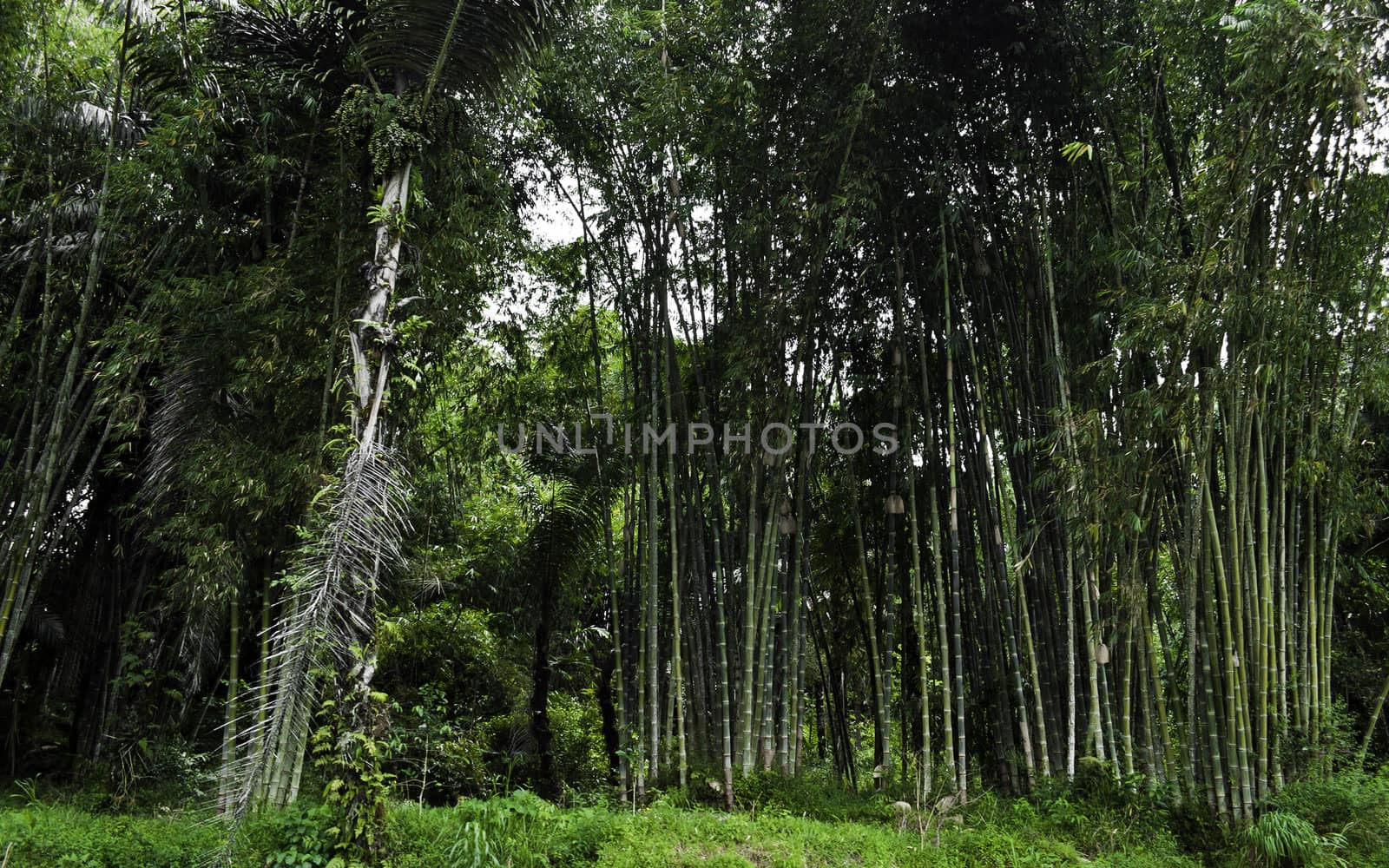 Green intricate bamboo forest in sulwasi, Indonesia