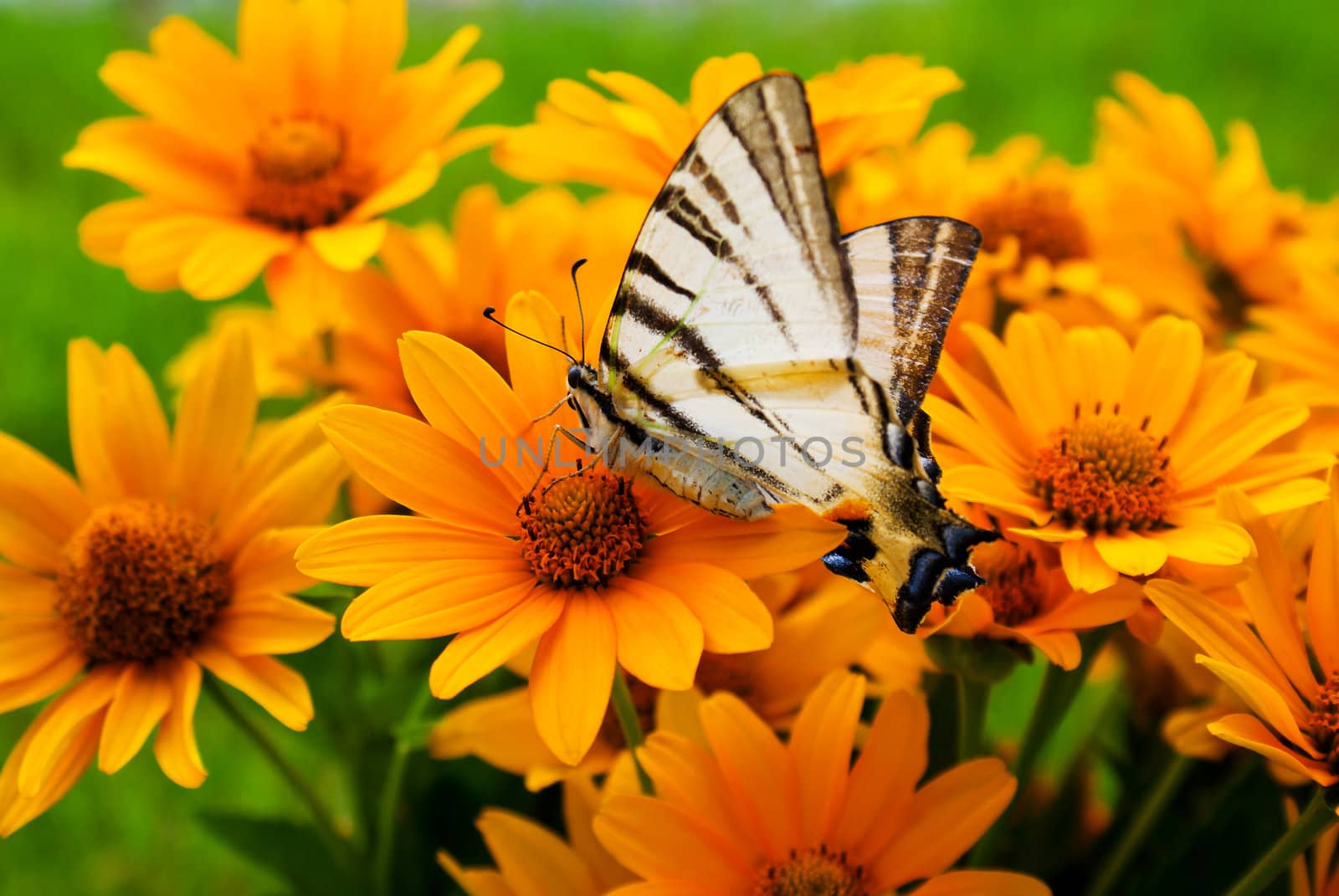 Bouquet of Black Eyed Susan yellow flowers with a butterfly on the grass by AndreyKr