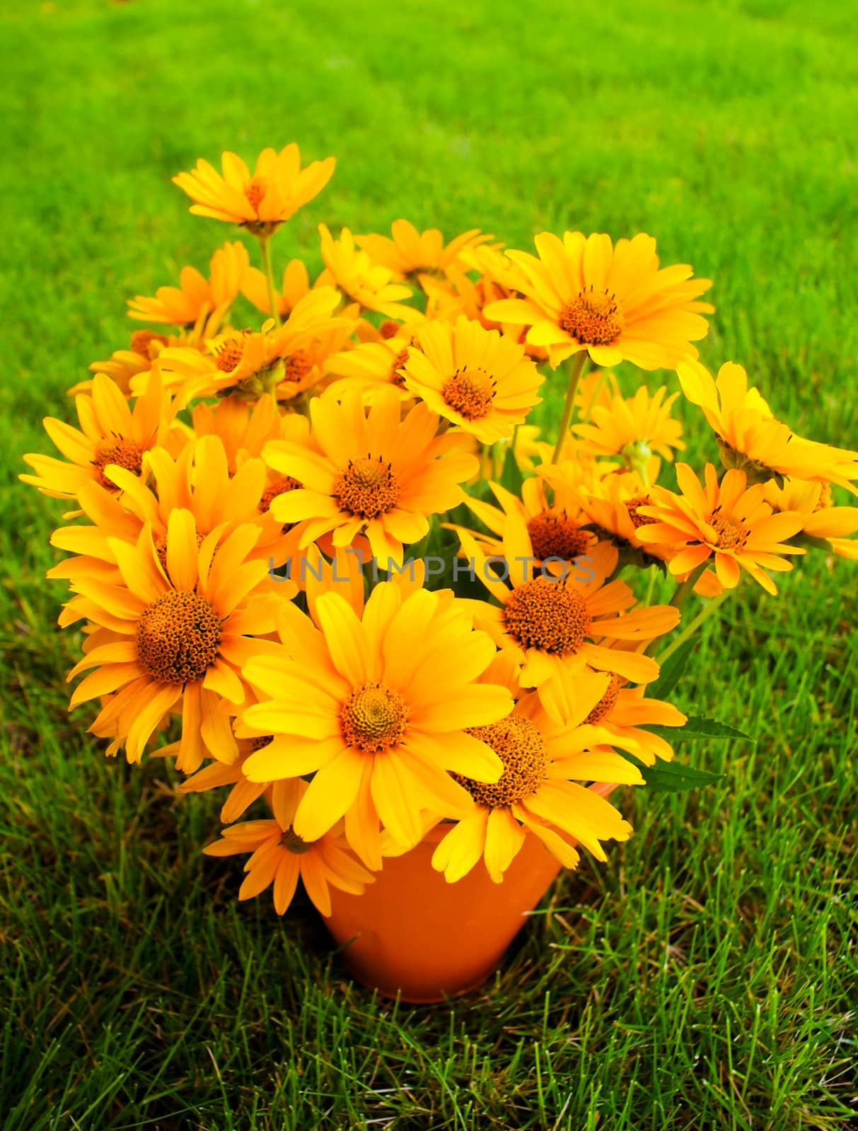 Bouquet of Black Eyed Susan yellow flowers on the grass