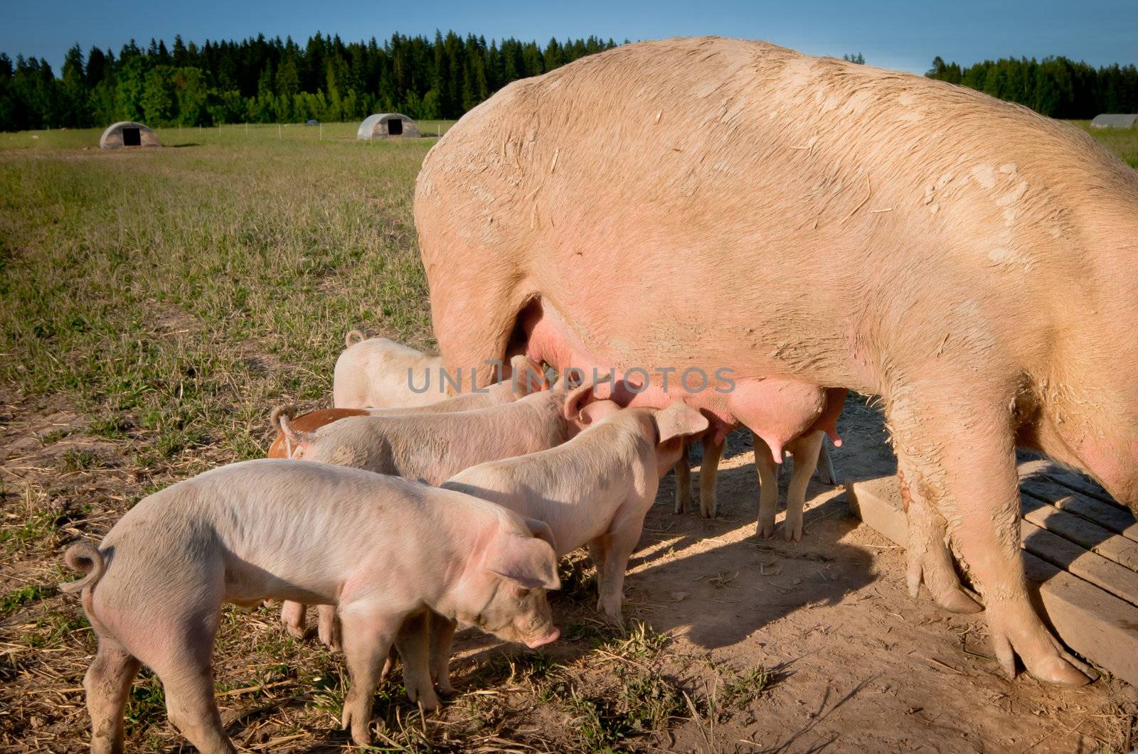 Some cute young pigs feeding on mom
