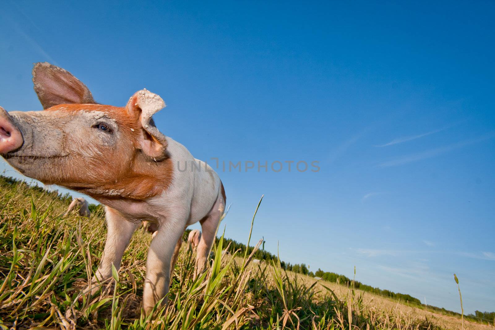 One small pig lonely on a field