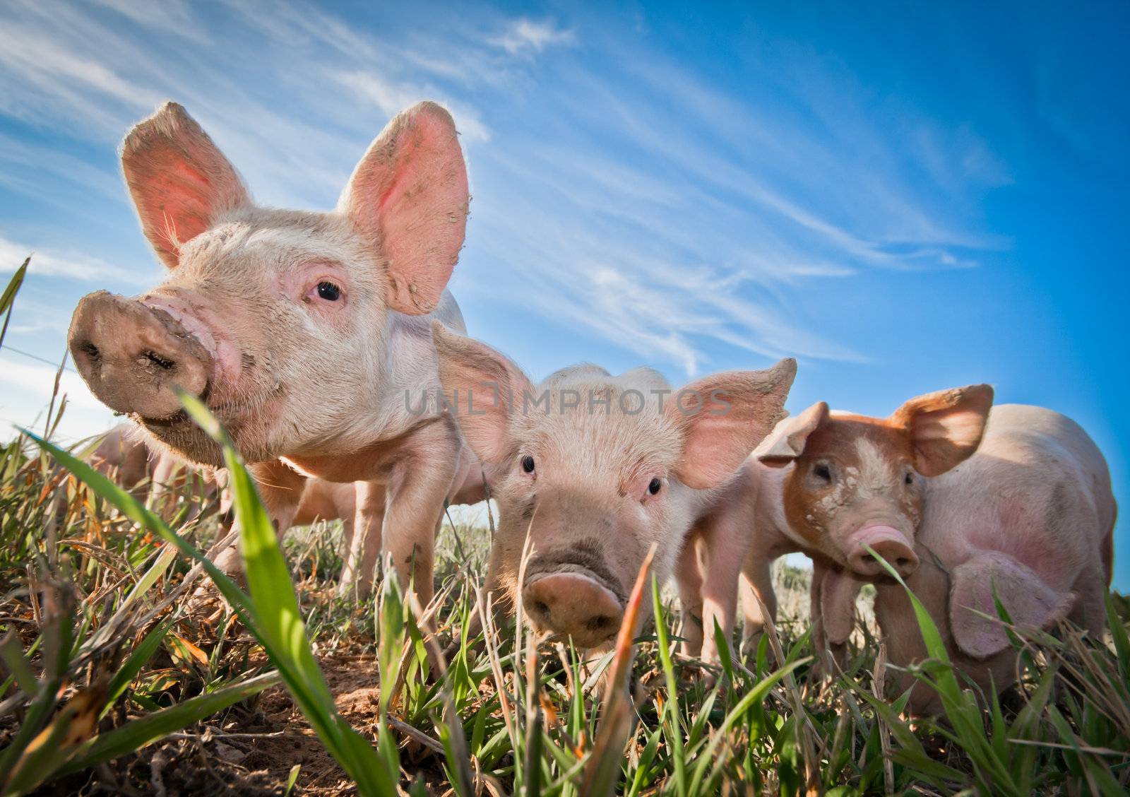 Cute pigs by talsen