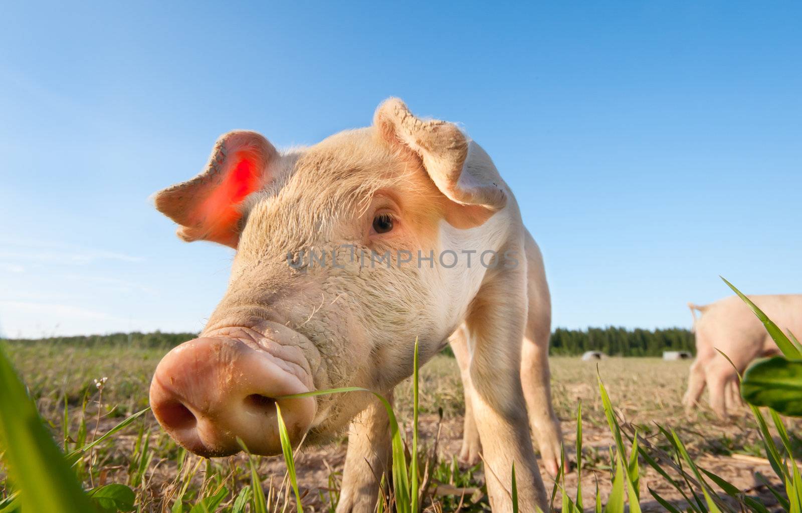 Cute pig on a pigfarm