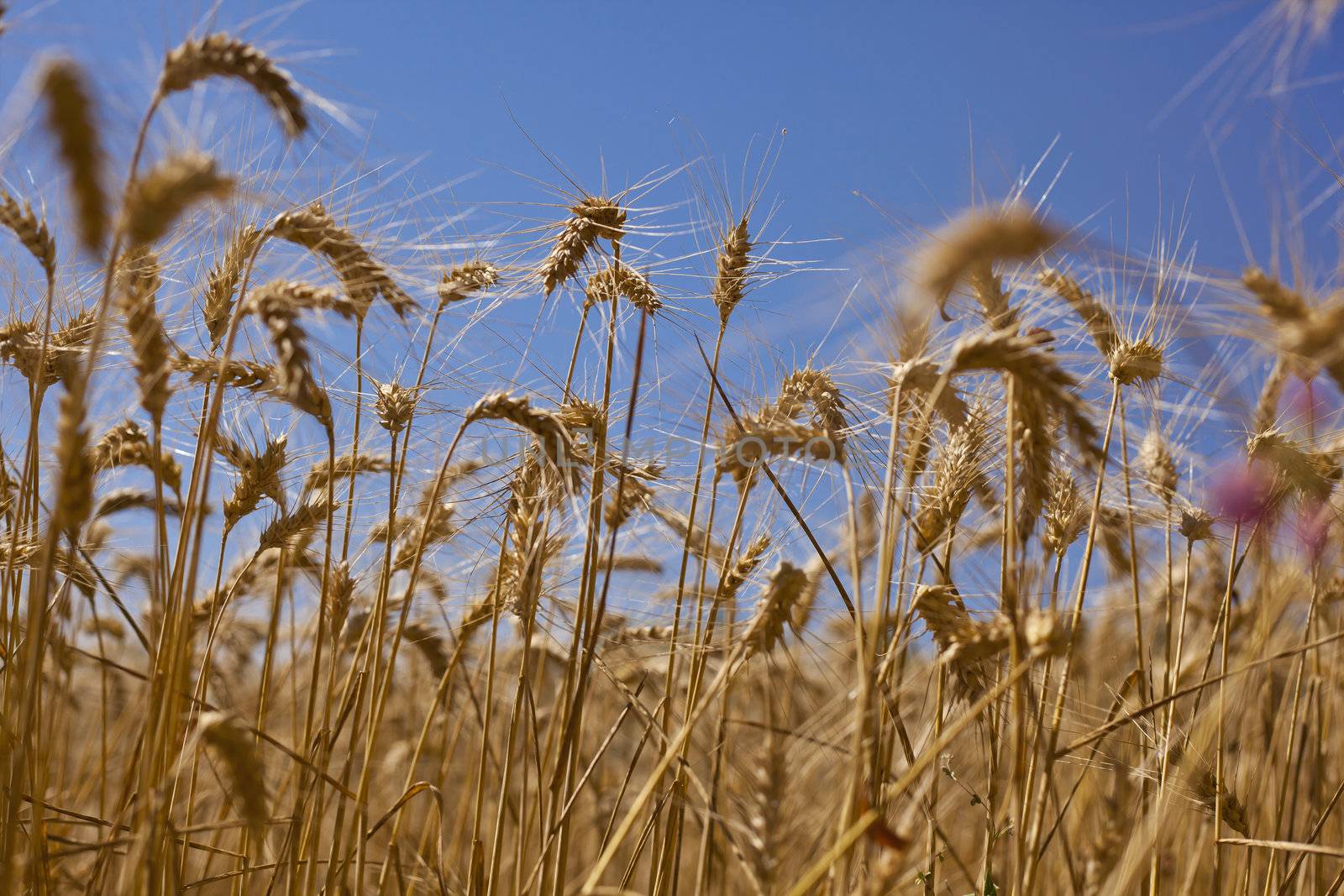 Wheat filed in summer