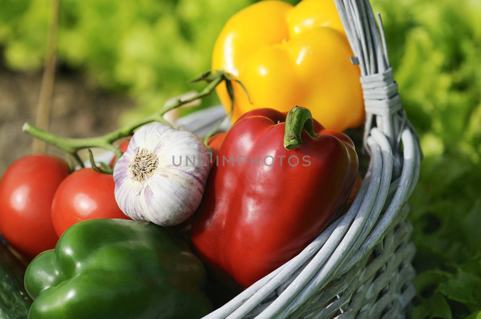 basket of vegetables and in a botanical garden