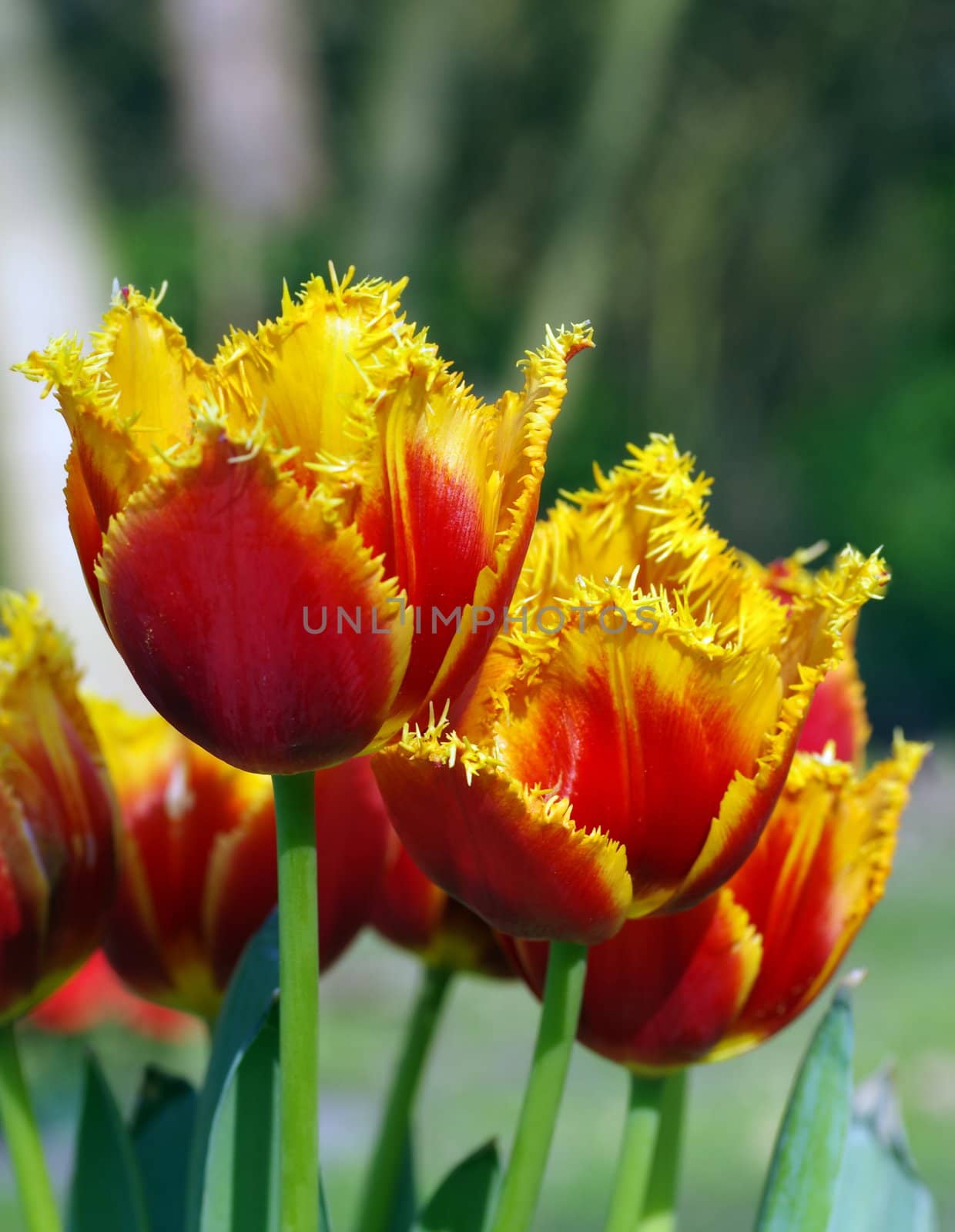 Tulip Art by FotoFrank