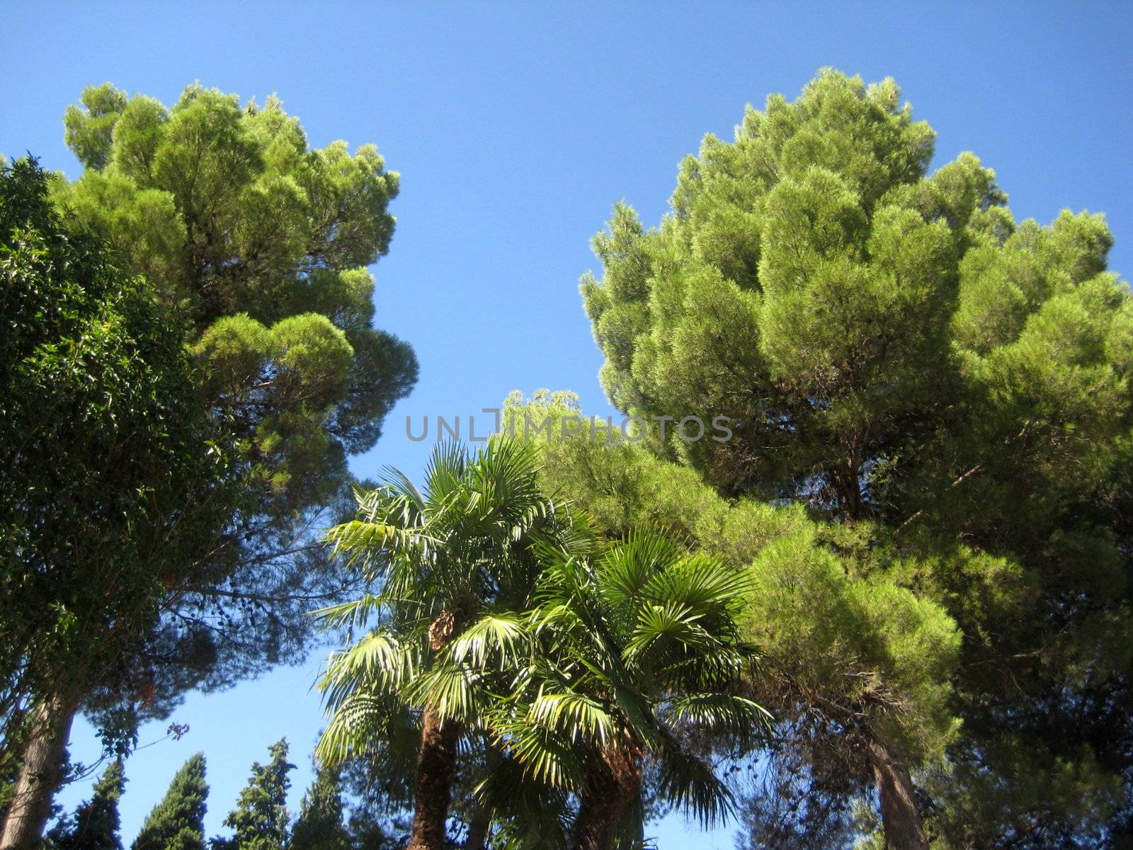 Green tree in garden Alhambra Granada Spain