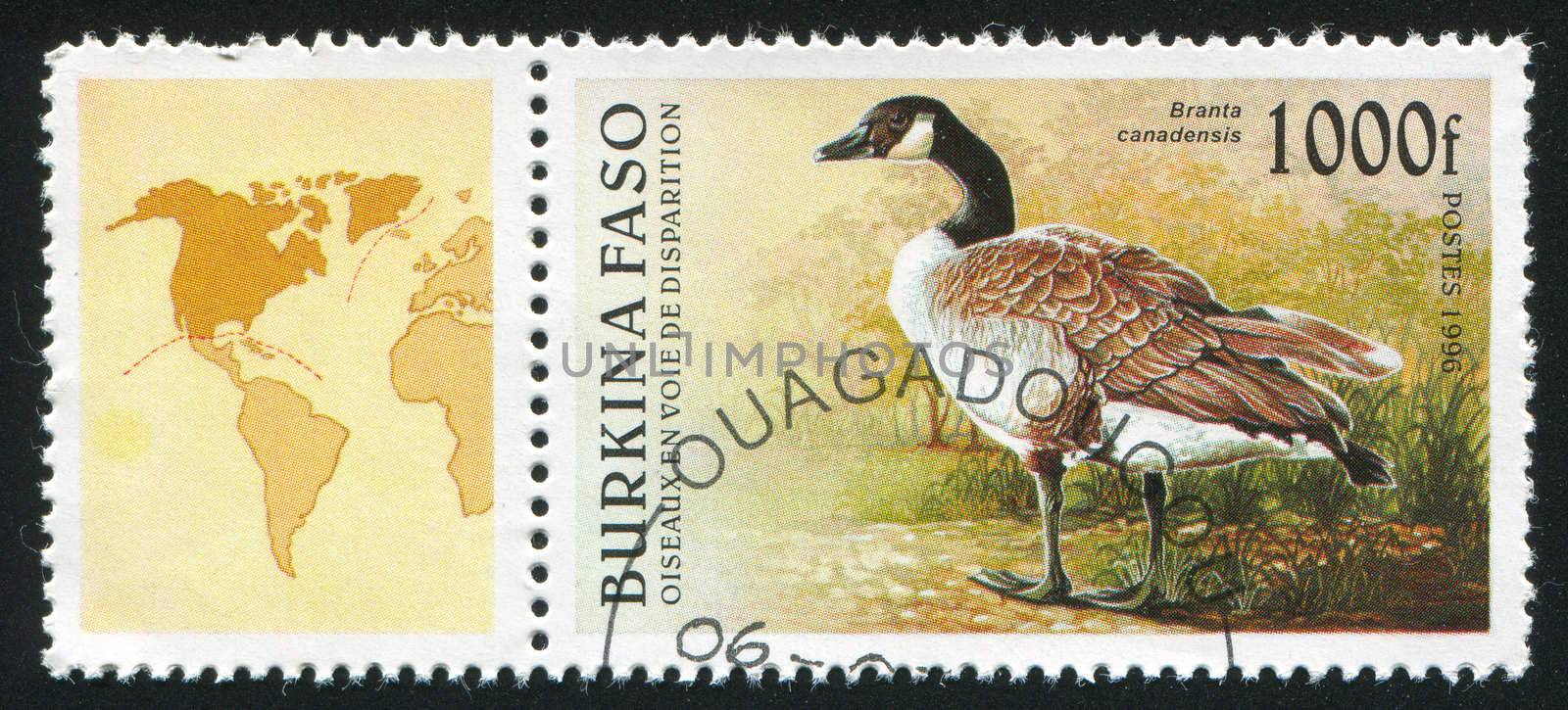 BURKINA FASO CIRCA 1996: stamp printed by Burkina Faso, shows Canada Goose, circa 1996