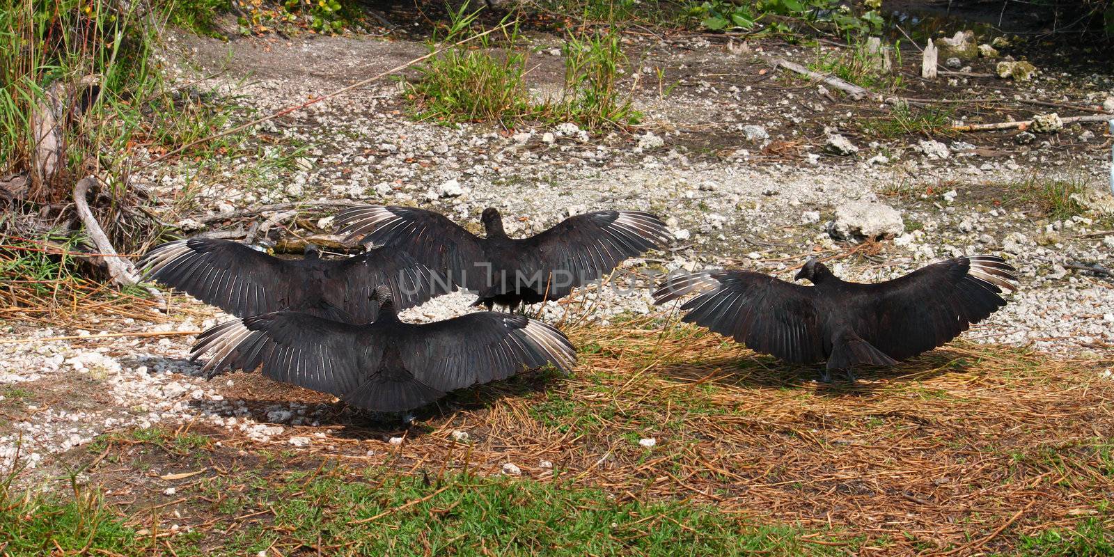 Black Vultures (Coragyps atratus) with wings spread wide in the Everglades National Park of Florida.