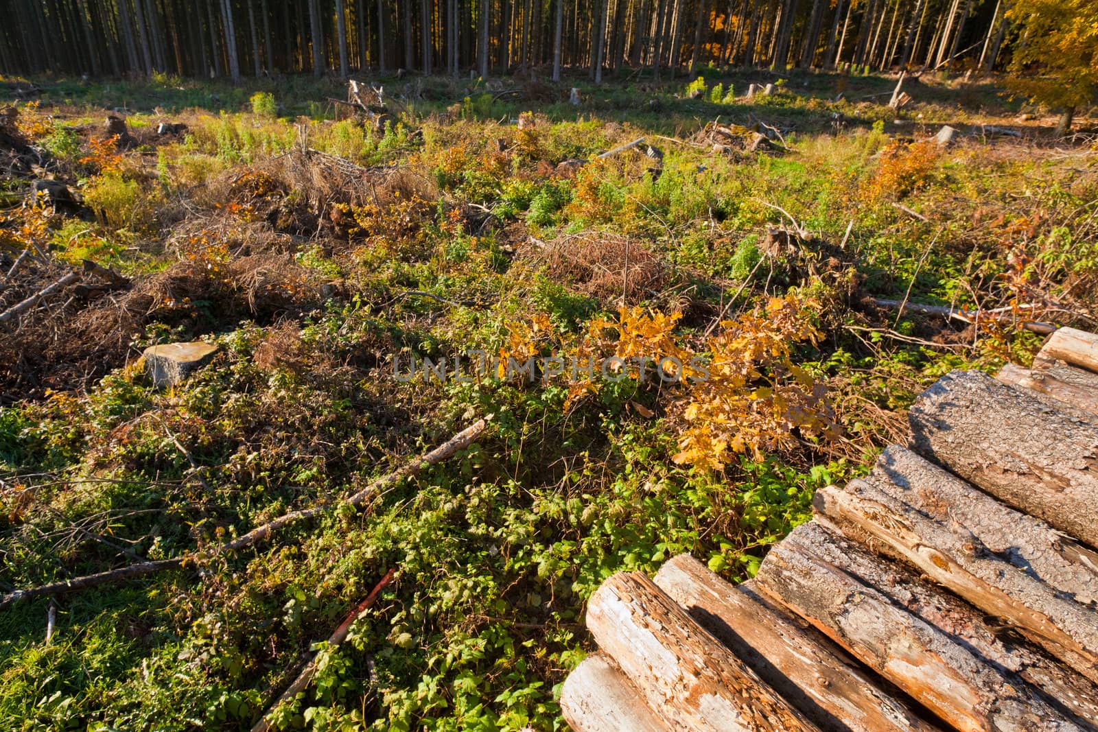 Clearcut Timber and Logpile by PiLens