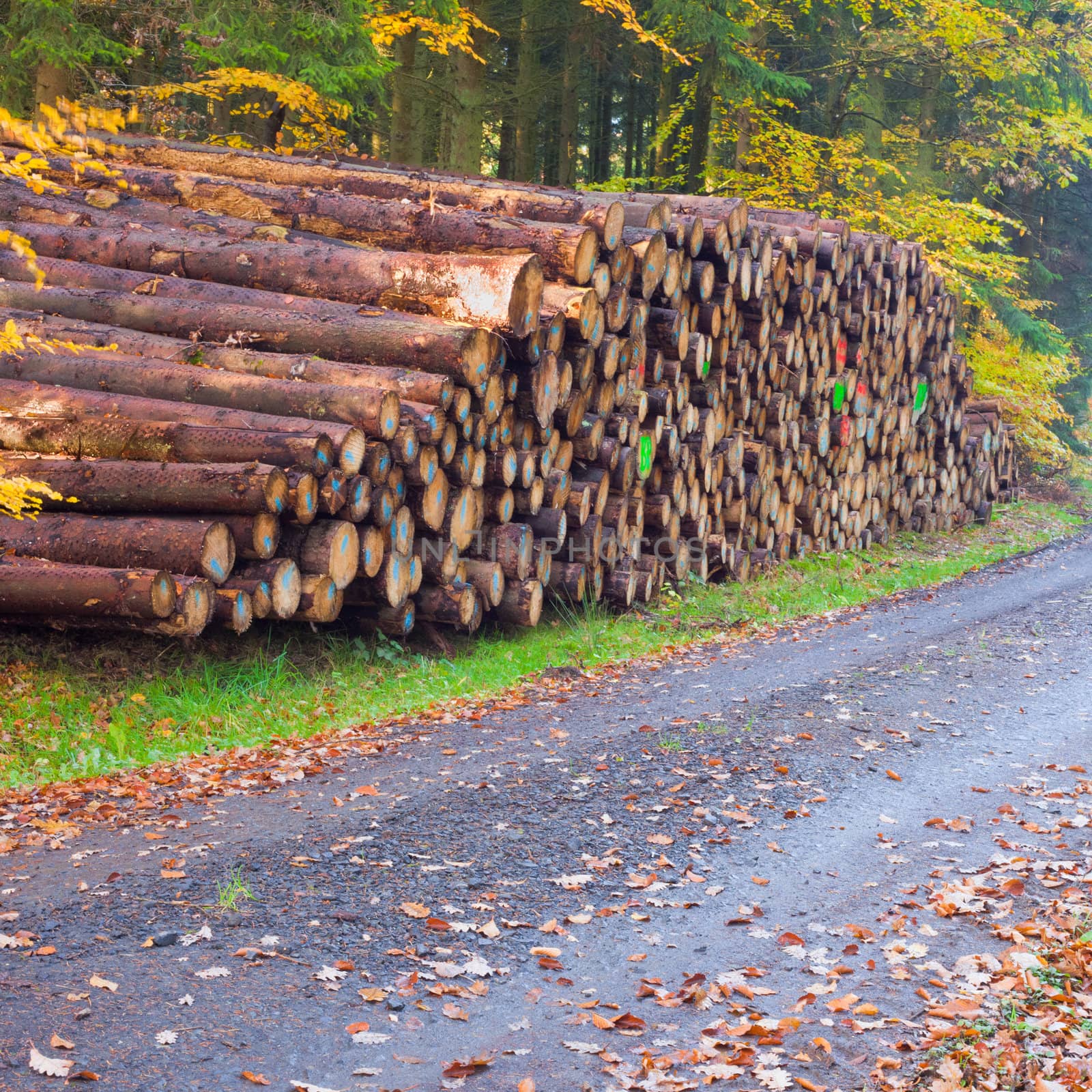 Rich harvest in forest: Cut down and piled logs.