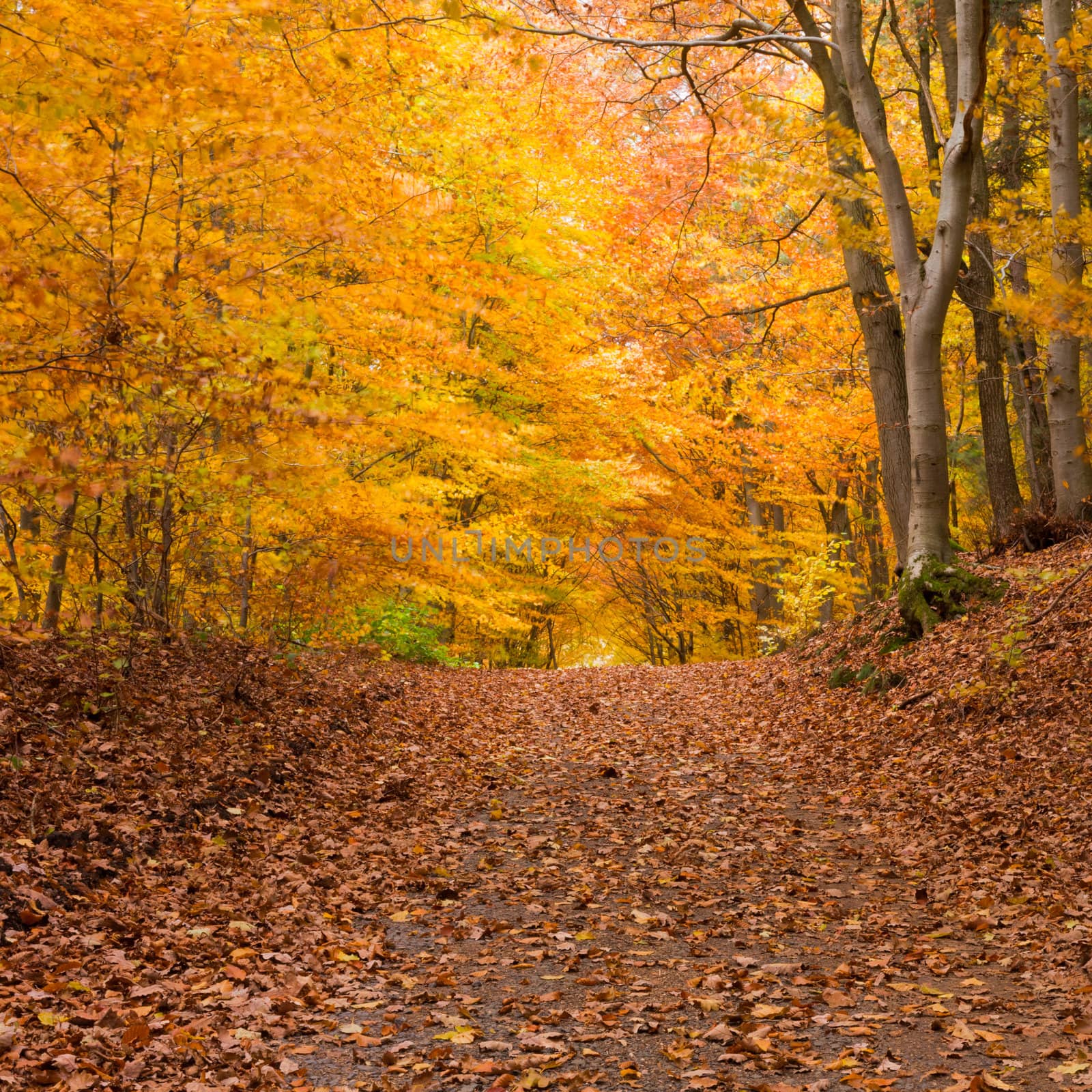 Small trail in golden fall deciduous forest