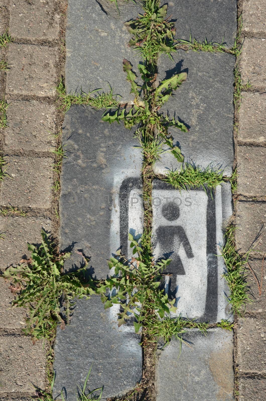Pavement walkway fragment with weed between bricks and woman sign. Sowthistle leaves.