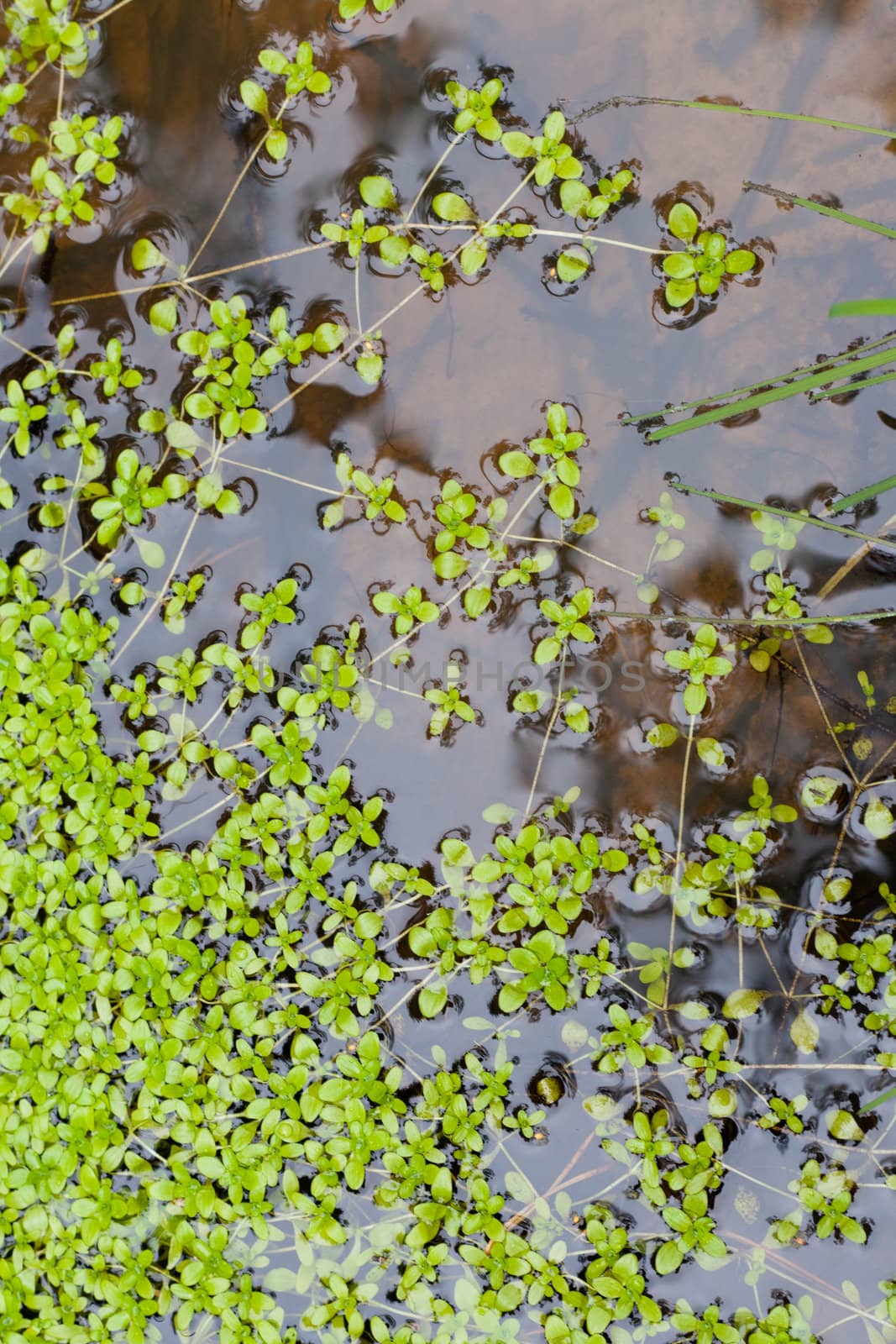 Green aquatic plant on water surface background texture pattern.