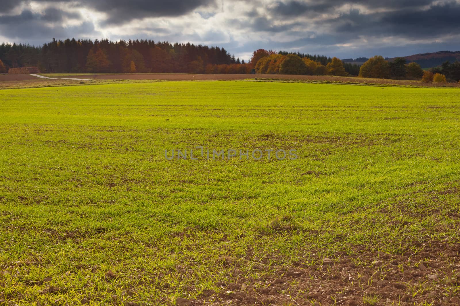 Winter grain on field in fall by PiLens