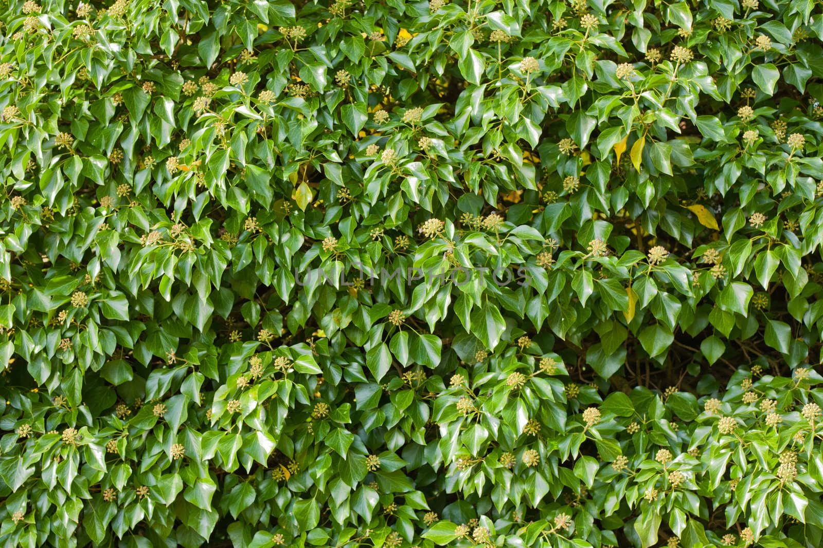 Blooming Common Ivy Background by PiLens