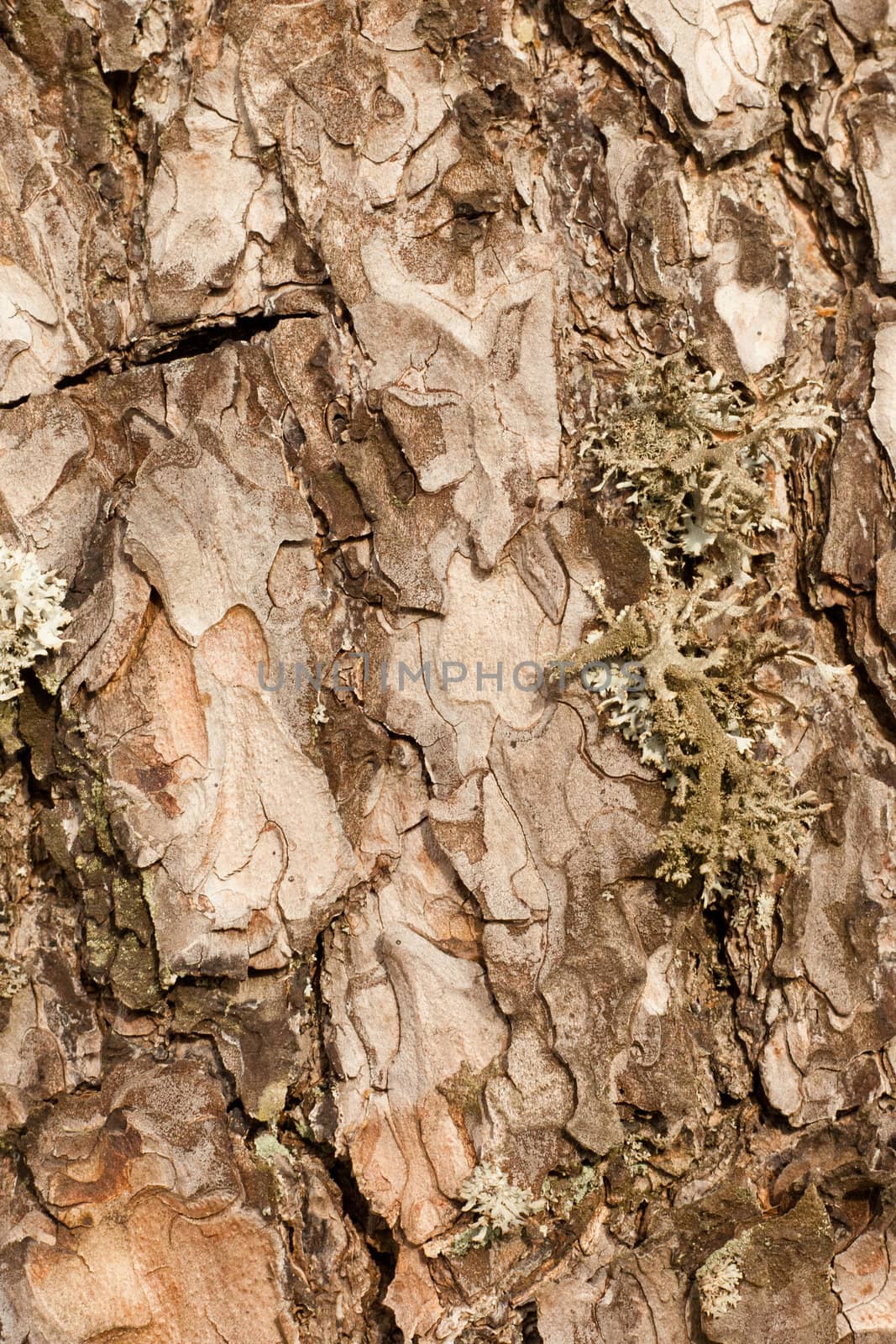 Pine bark background texture pattern