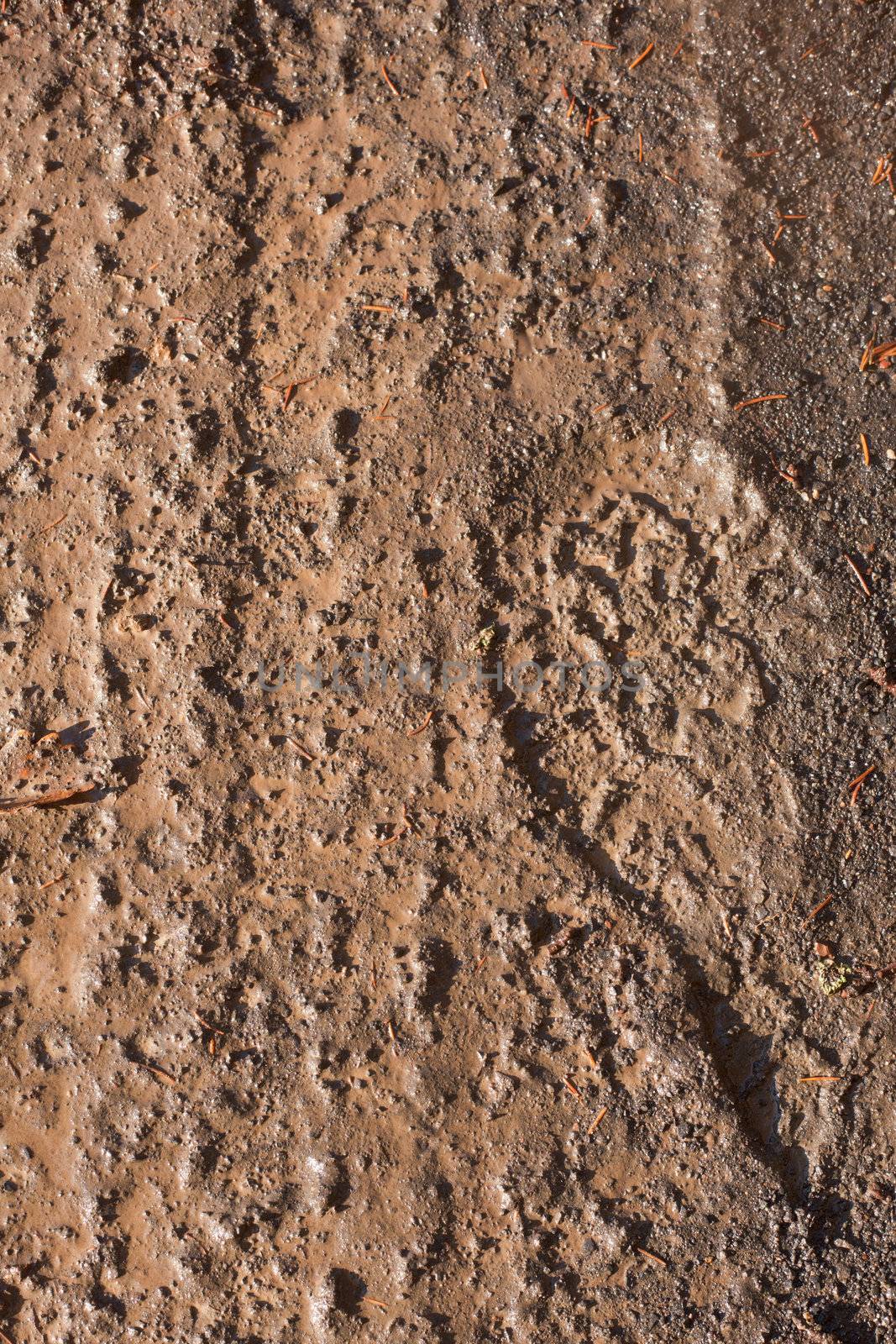 Imprints of car tire and boot tread in soft muddy ground.