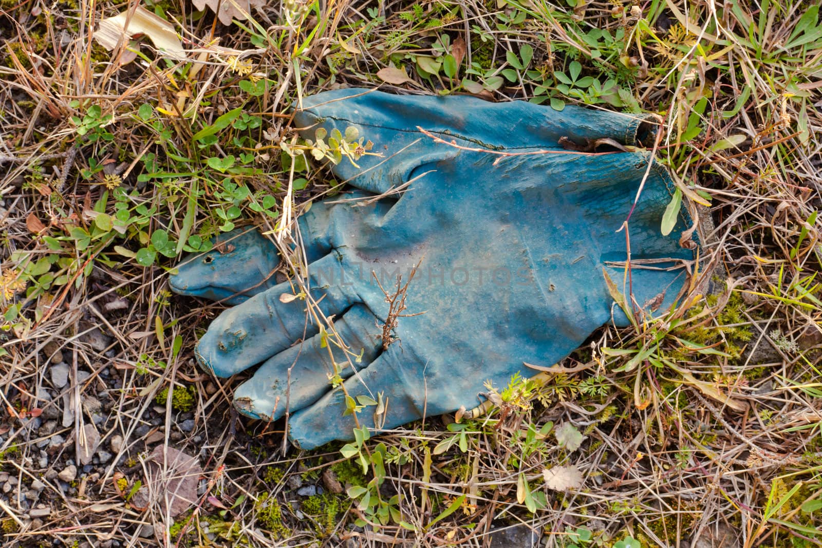 Disposed blue protective rubber glove slowly decomposing among vegetation.