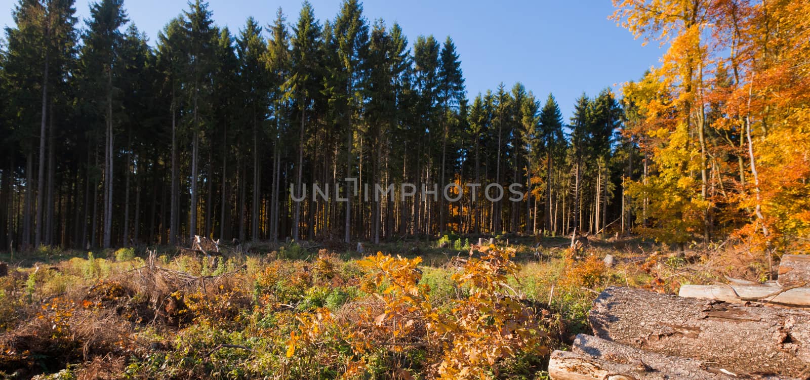 Renewable resource forest: clearcut timber and pile of logs.
