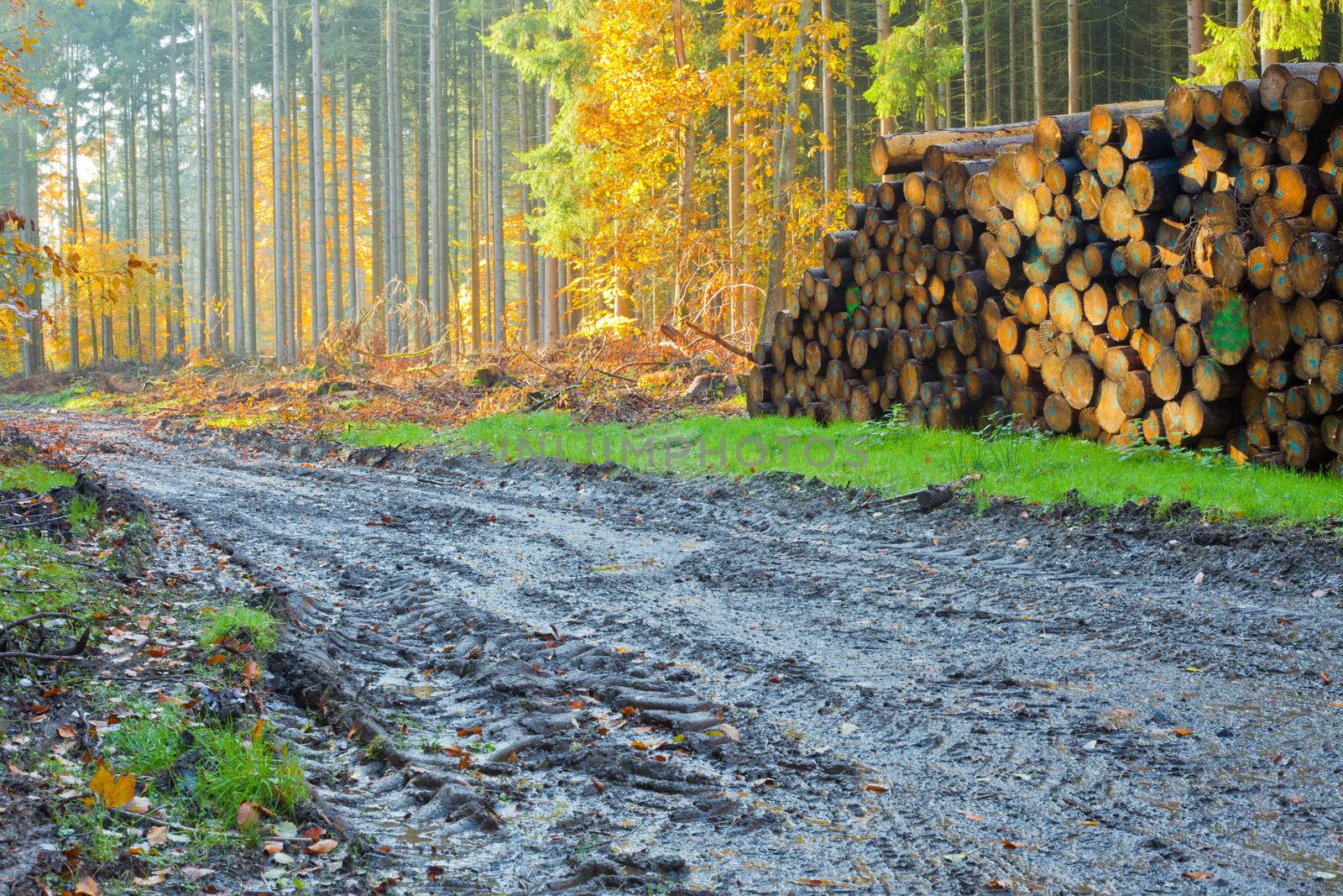 Renewable resource forest ready to harvest: deep machinery markings in mud and pile of logs.