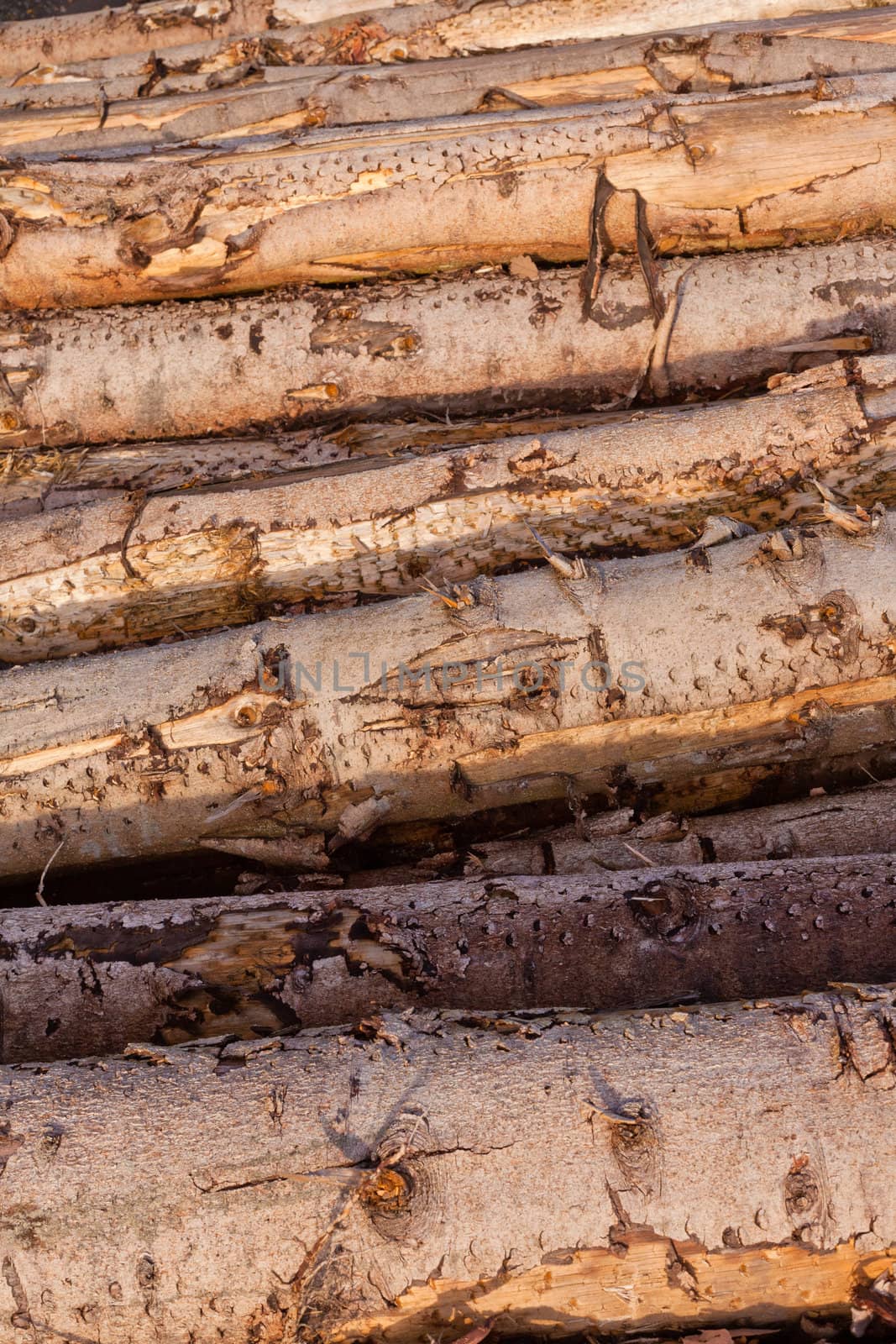 Rich harvest in forest: Cut down and piled logs.