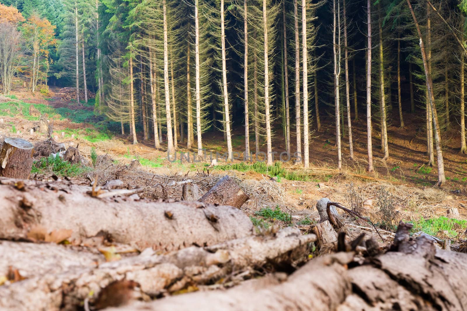 Renewable resource forest: clearcut timber and pile of logs.